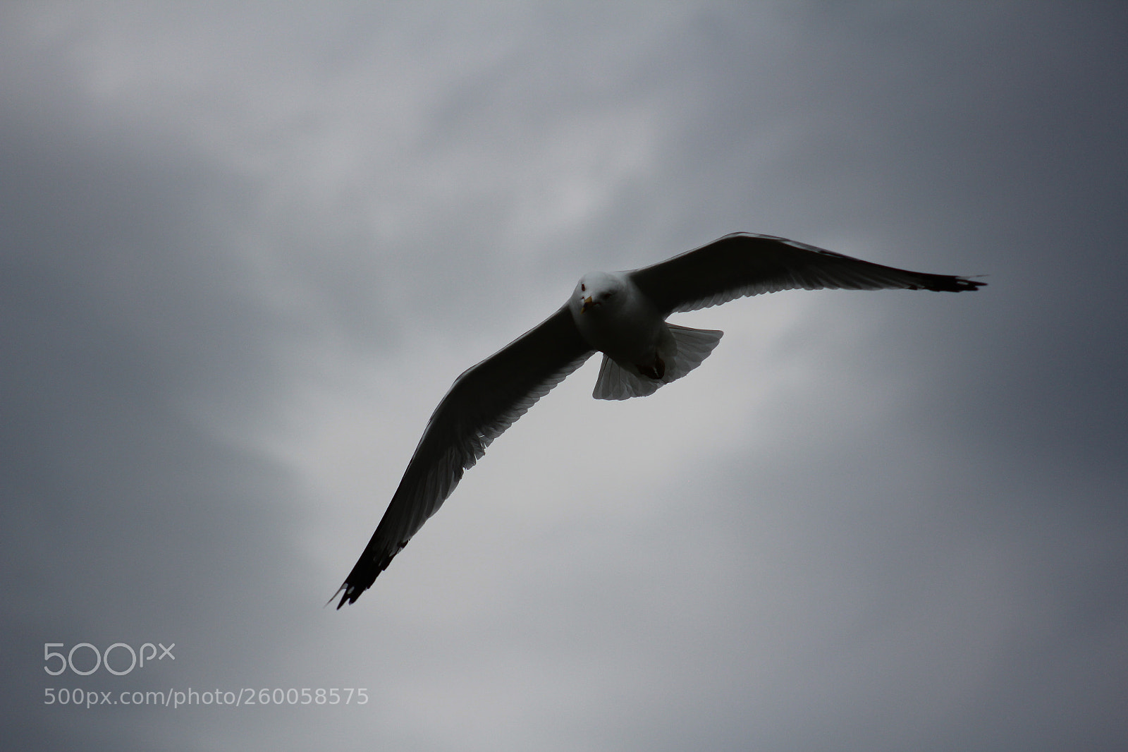 Canon EF 75-300mm f/4-5.6 sample photo. Flight photography