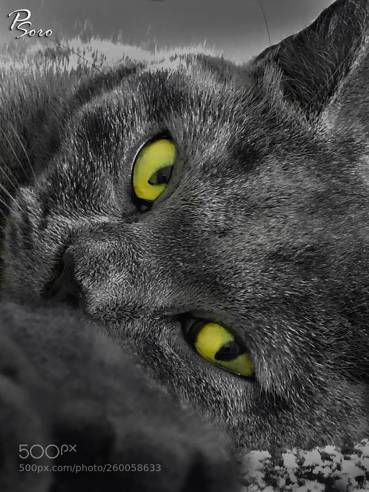 Apple iPhone X sample photo. Predator's glance ... photography