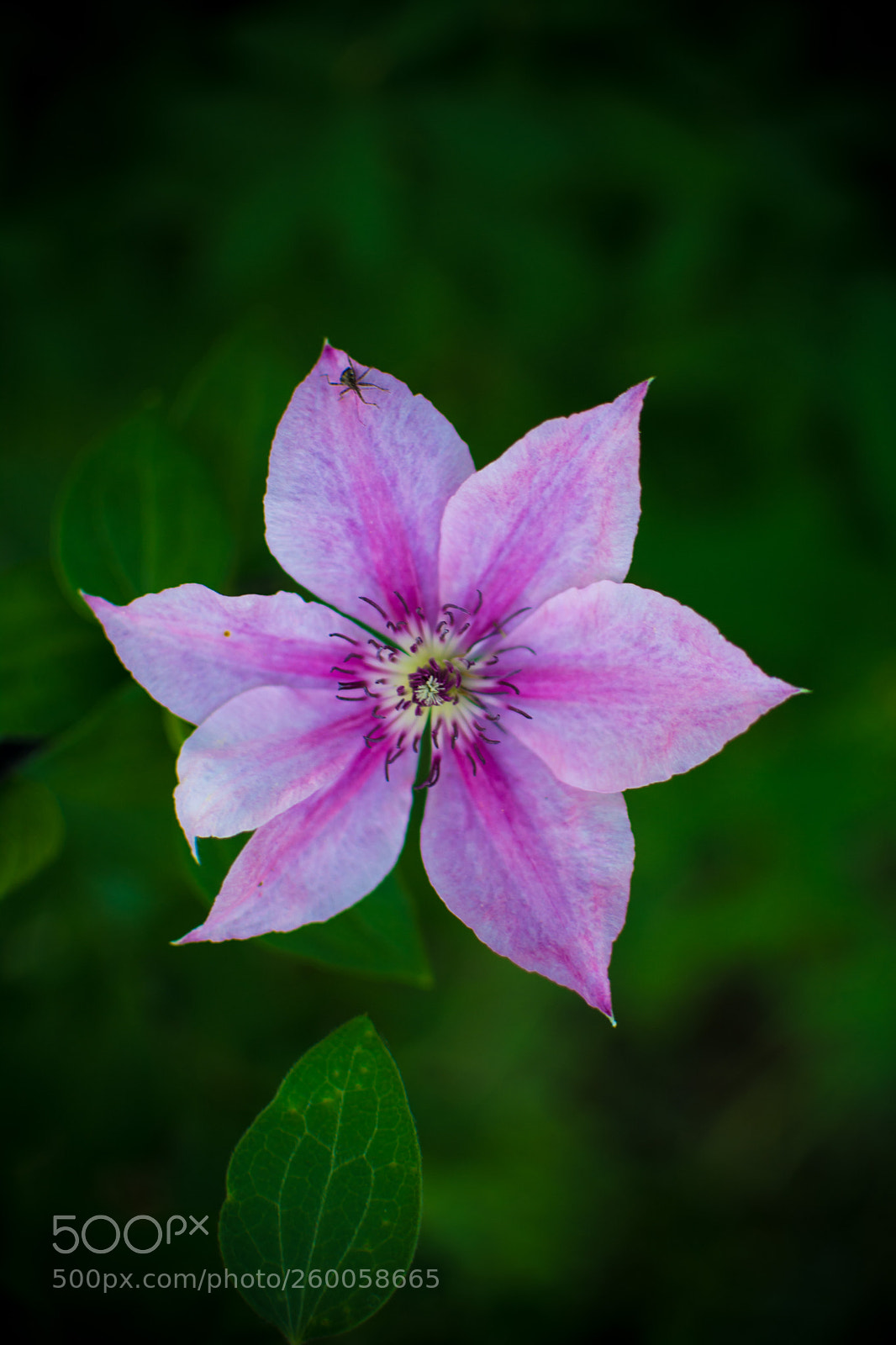 Nikon D7100 sample photo. Clematis 30.5.2018 photography