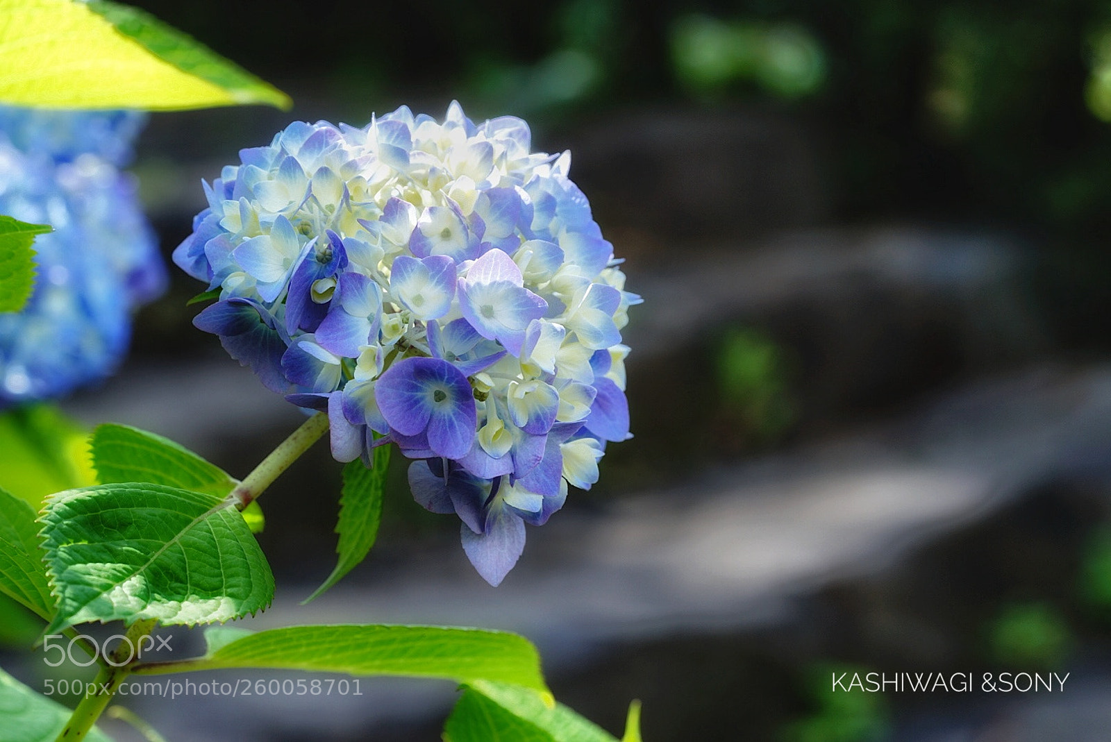 Sony a7 II sample photo. Hydrangea season photography