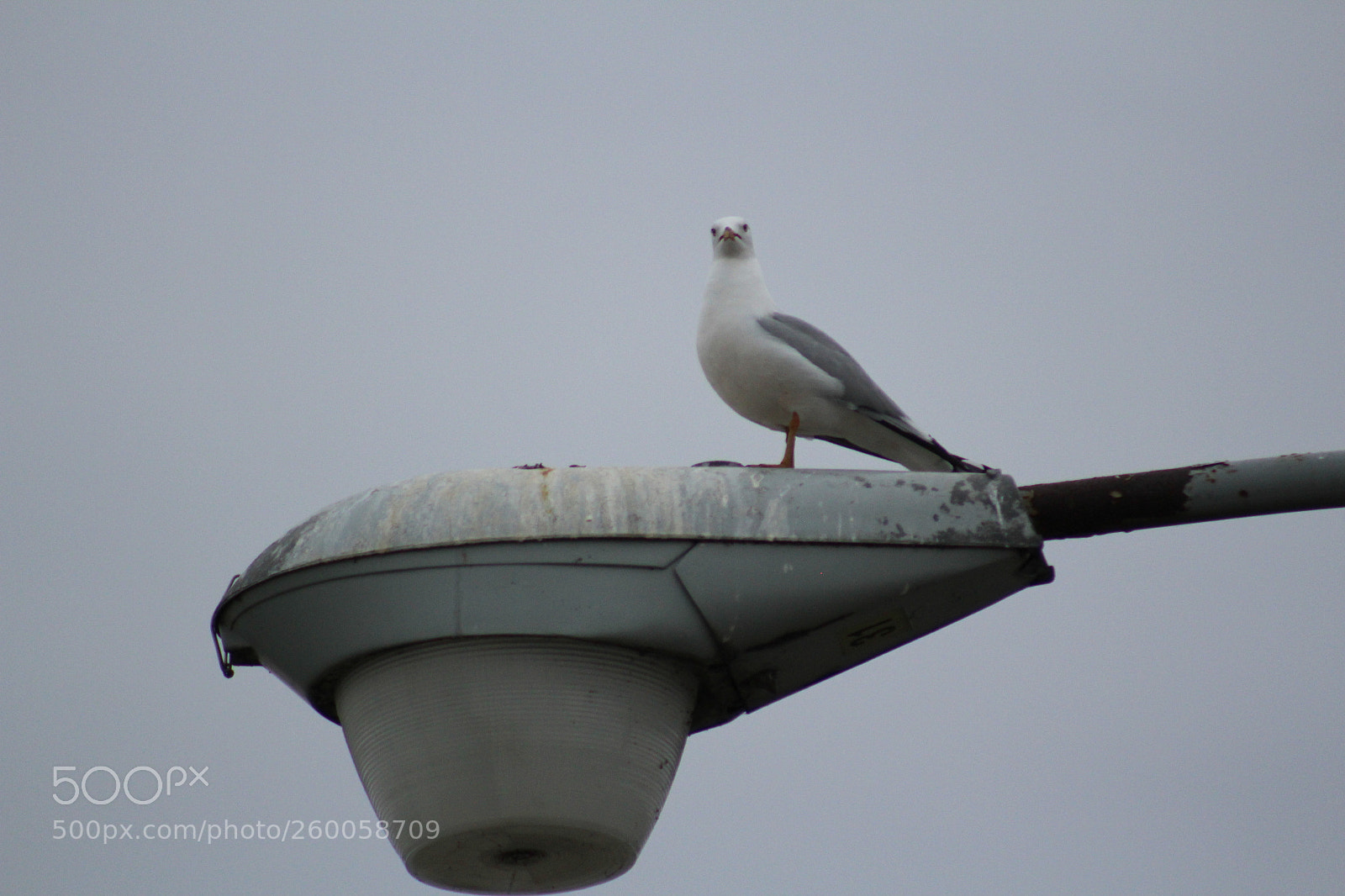 Canon EF 75-300mm f/4-5.6 sample photo. Img photography