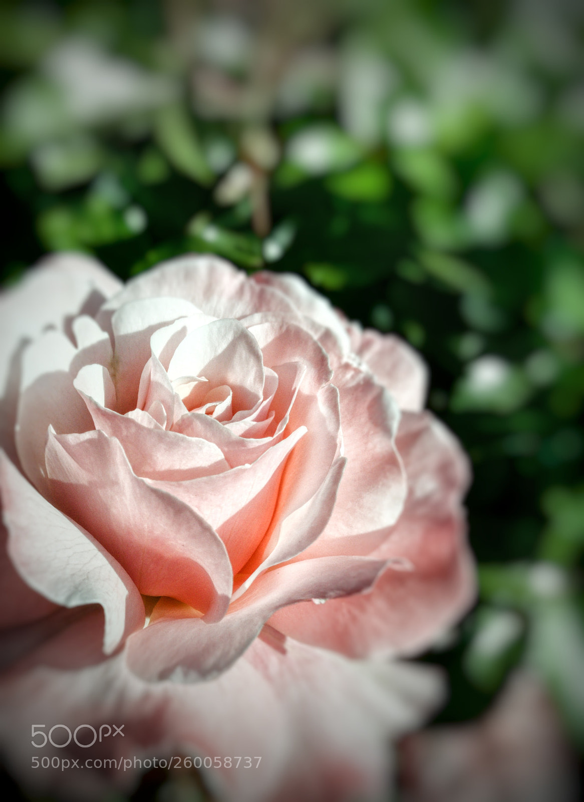 HUAWEI P9 sample photo. Rose photography