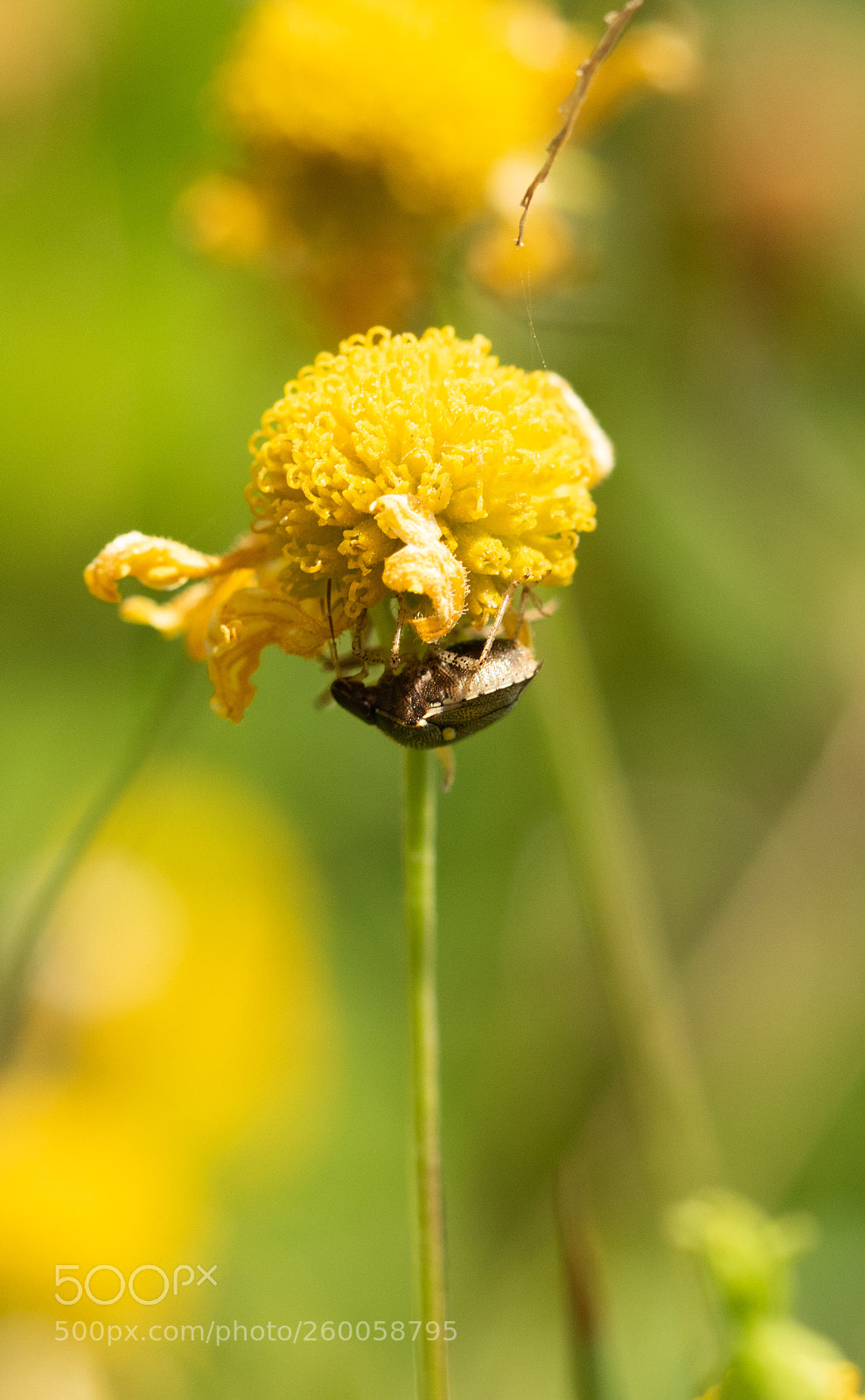 Canon EOS 7D Mark II sample photo. Ng y qua c photography