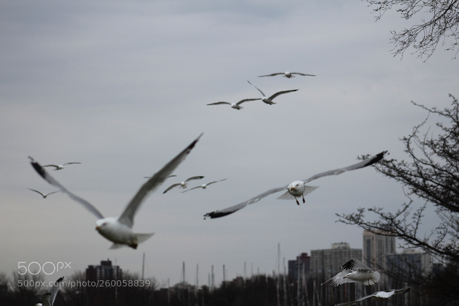 Canon EF 75-300mm f/4-5.6 sample photo. Img photography