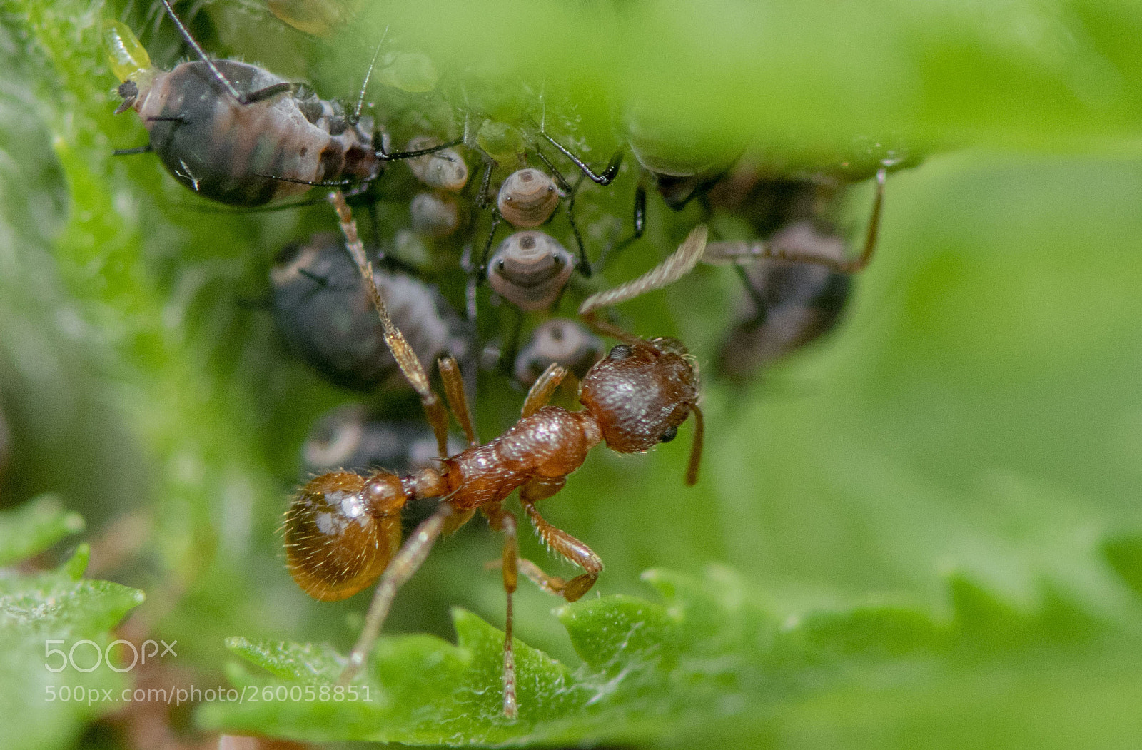 Nikon D810 sample photo. C'est bon le miellat photography