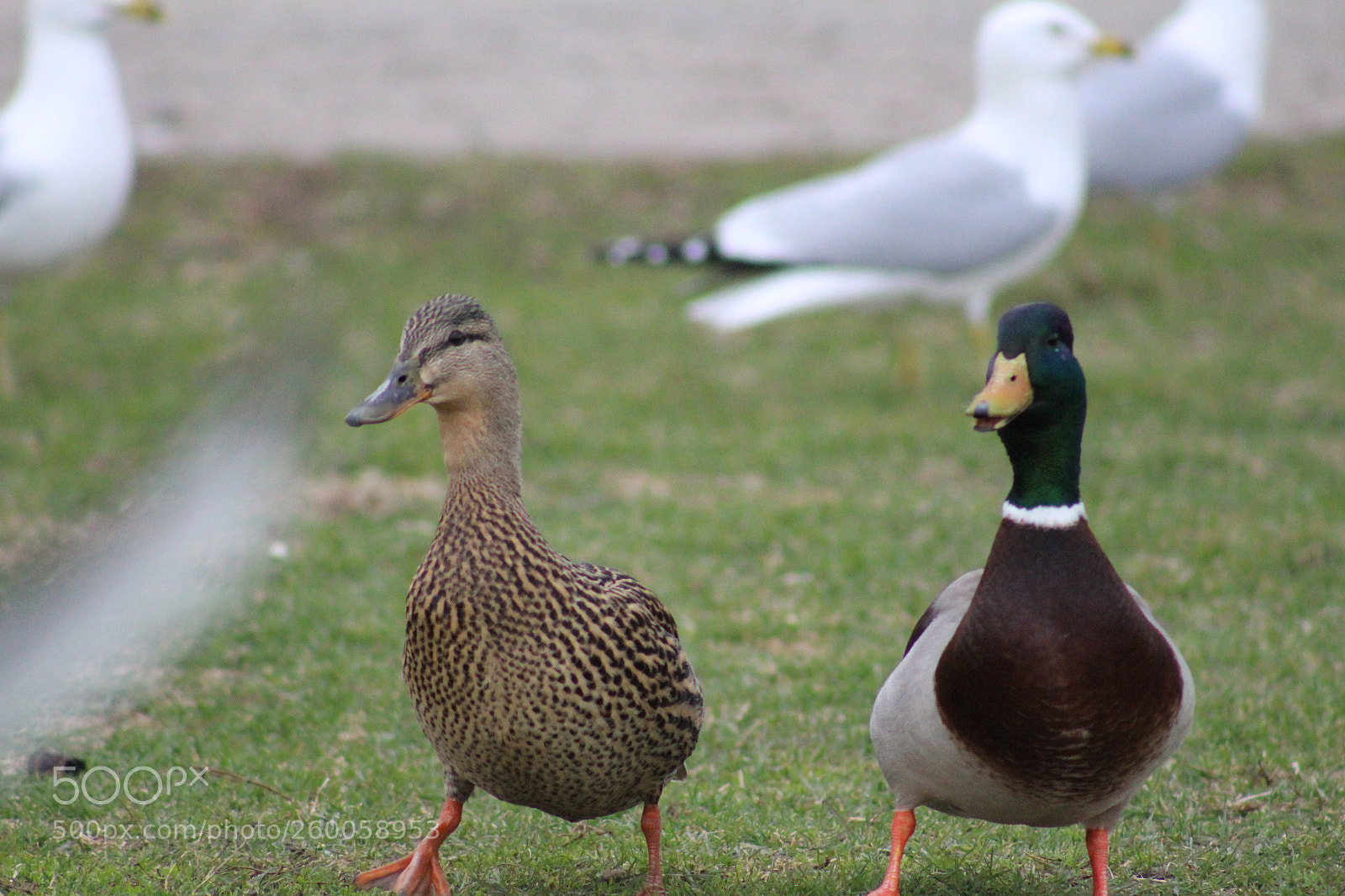Canon EF 75-300mm f/4-5.6 sample photo. Img photography