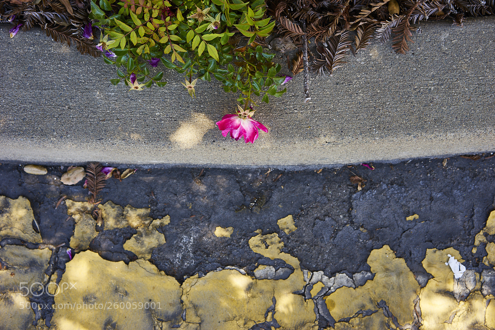 Sony a7 II sample photo. Mixed elements photography