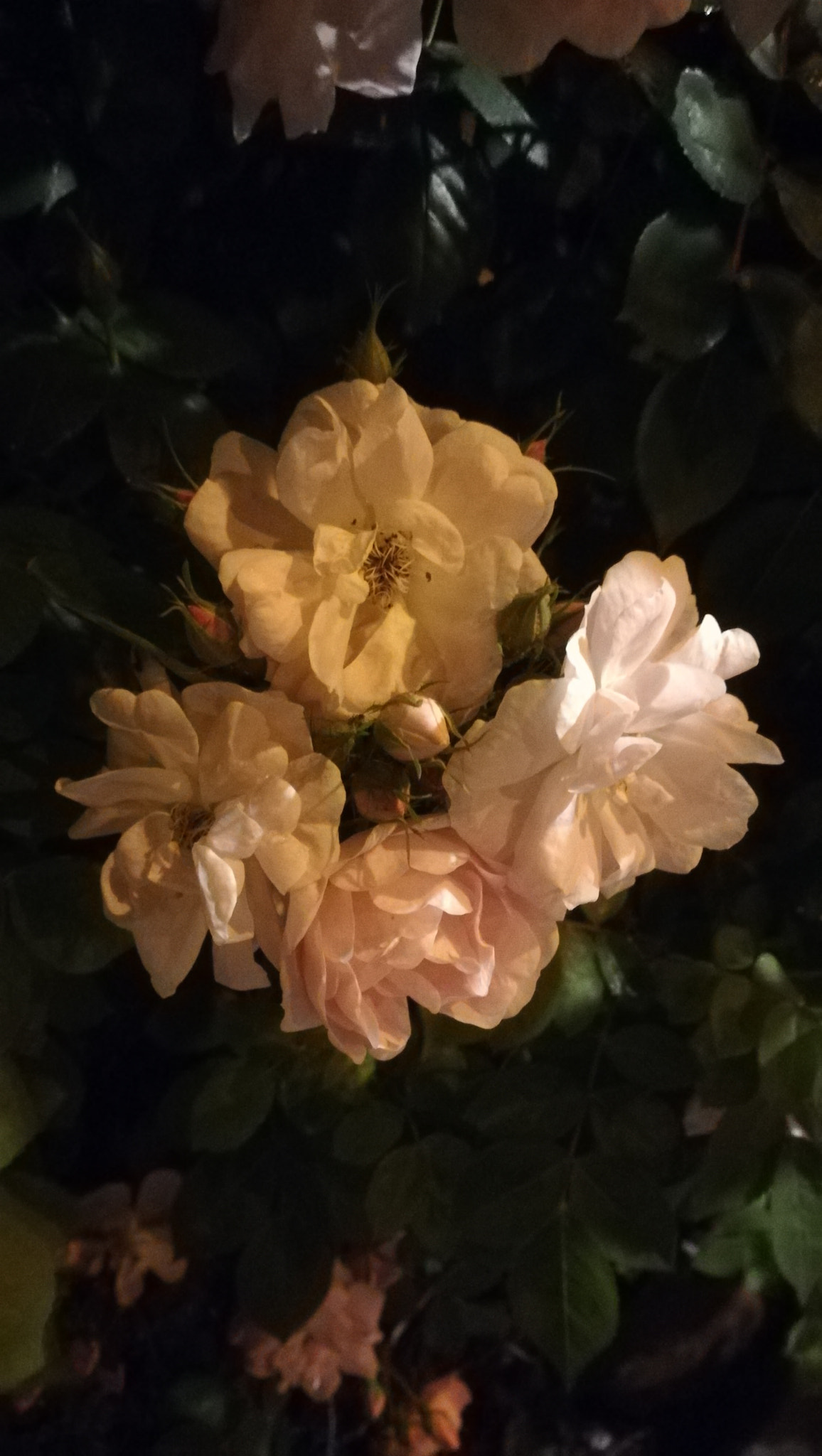 HUAWEI PRA-LX1 sample photo. Rosas nocturnas photography