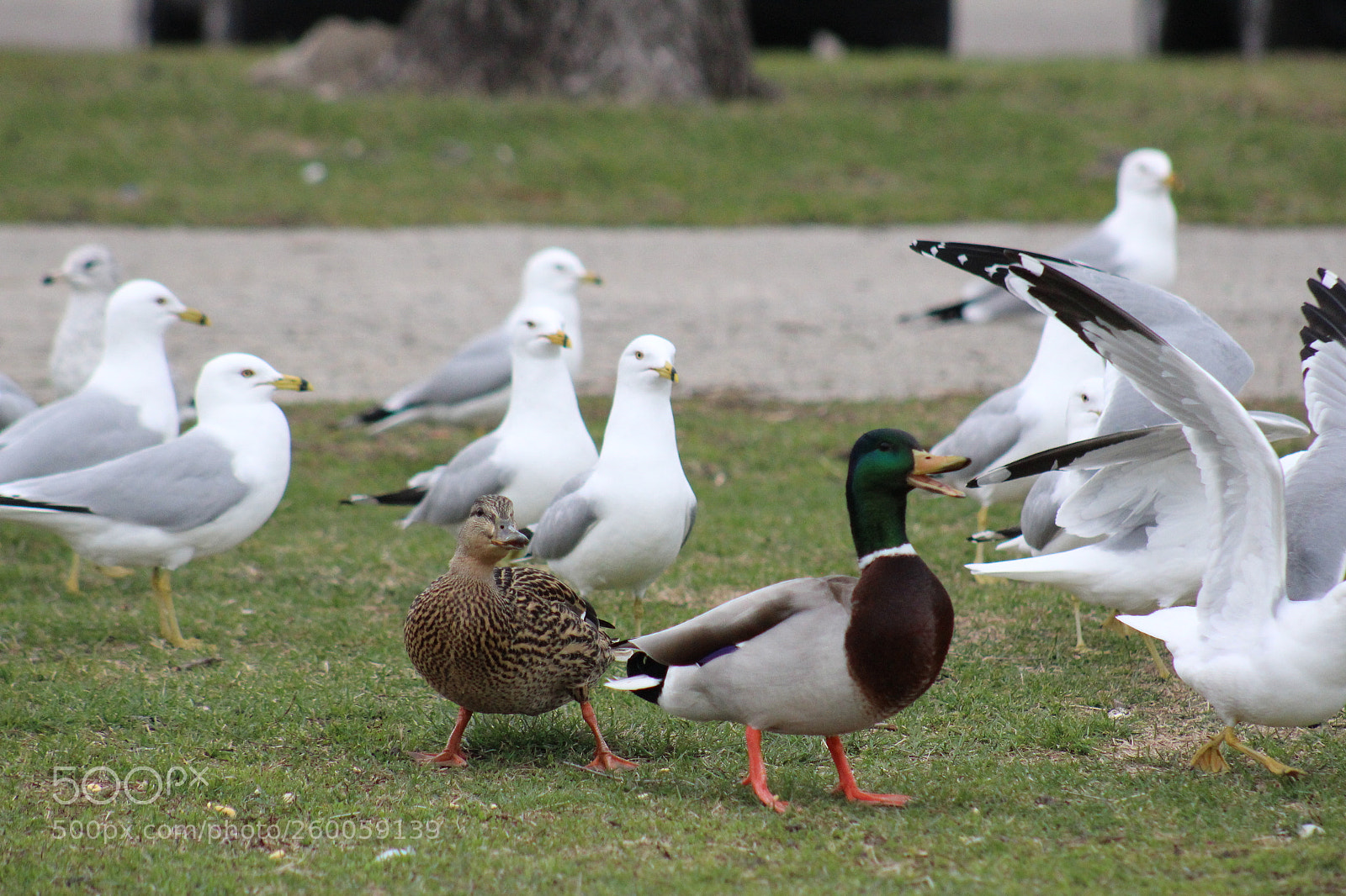 Canon EF 75-300mm f/4-5.6 sample photo. Img photography