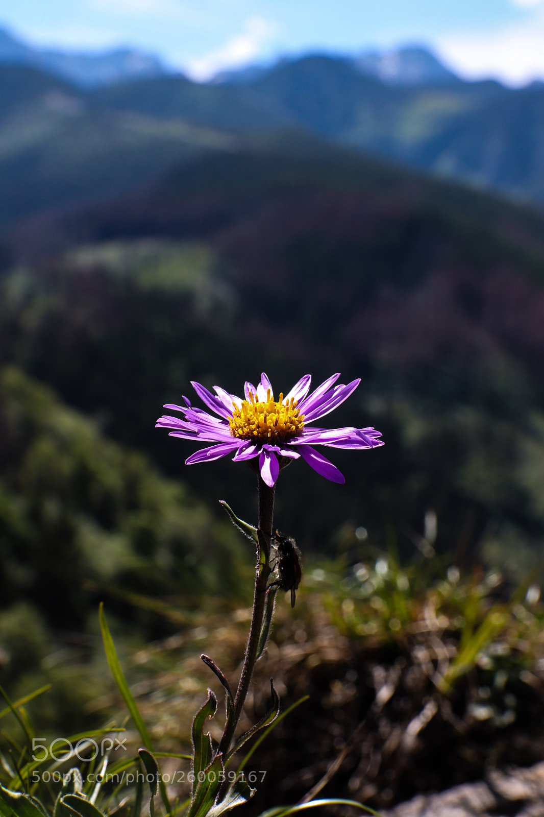 Canon EOS 80D sample photo. Mountains flower and bug. photography