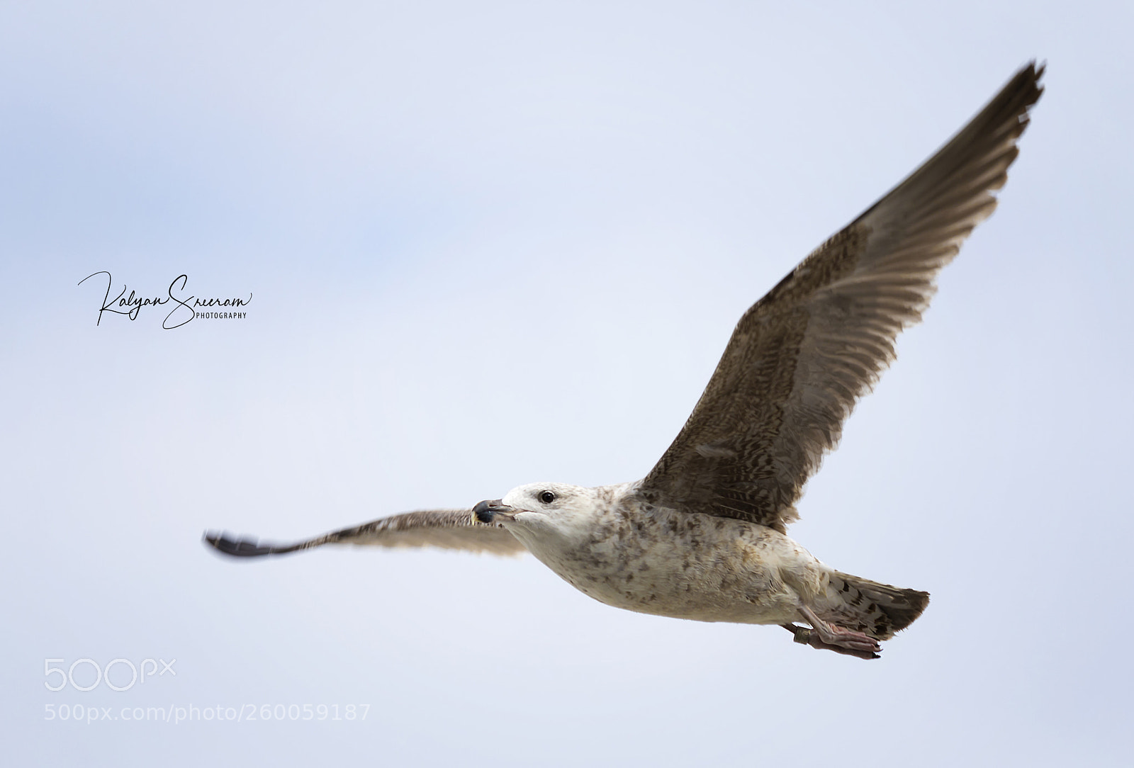 Canon EOS 7D Mark II sample photo. Spread the wings photography