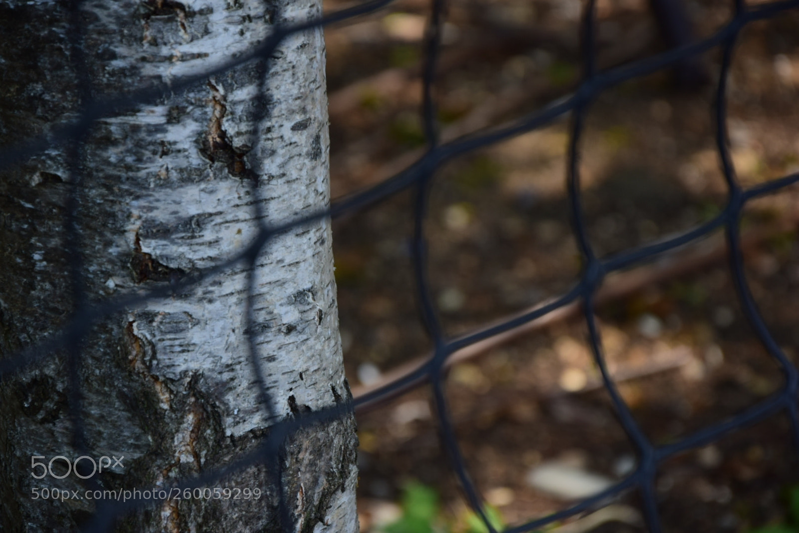 Nikon D5300 sample photo. Fenced in photography