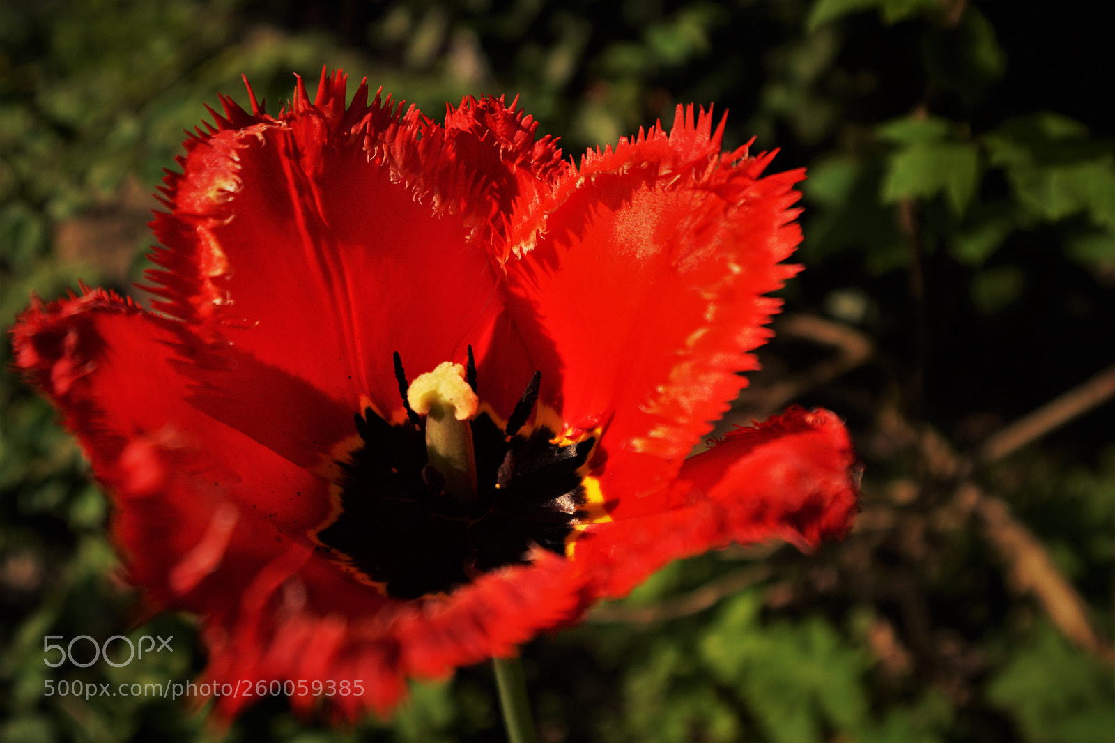 Sony a6500 sample photo. Red tulip ii. photography