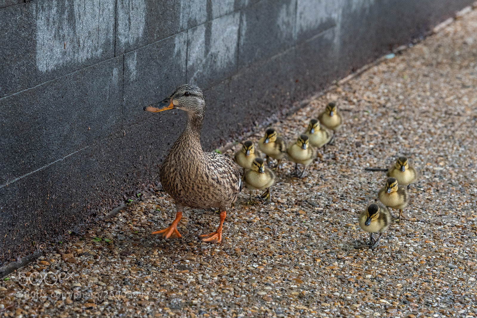 Nikon D810 sample photo. Duck tourism photography