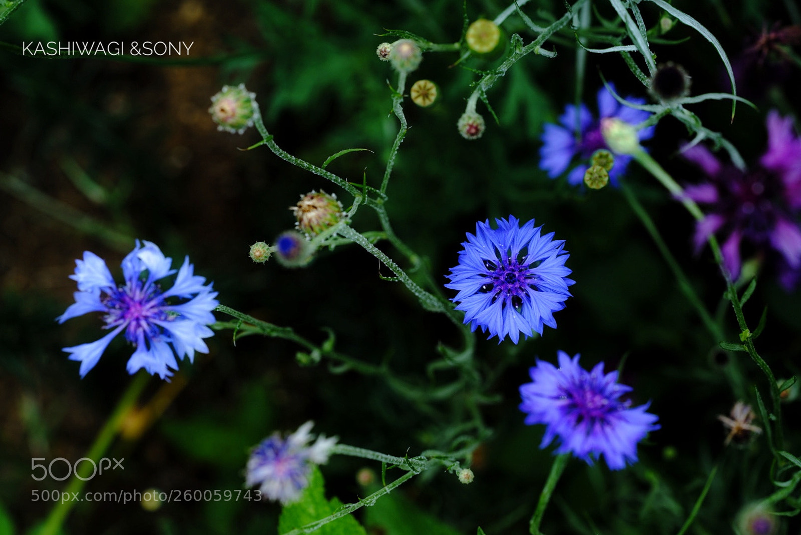 Sony a7 II sample photo. Beautiful blue photography