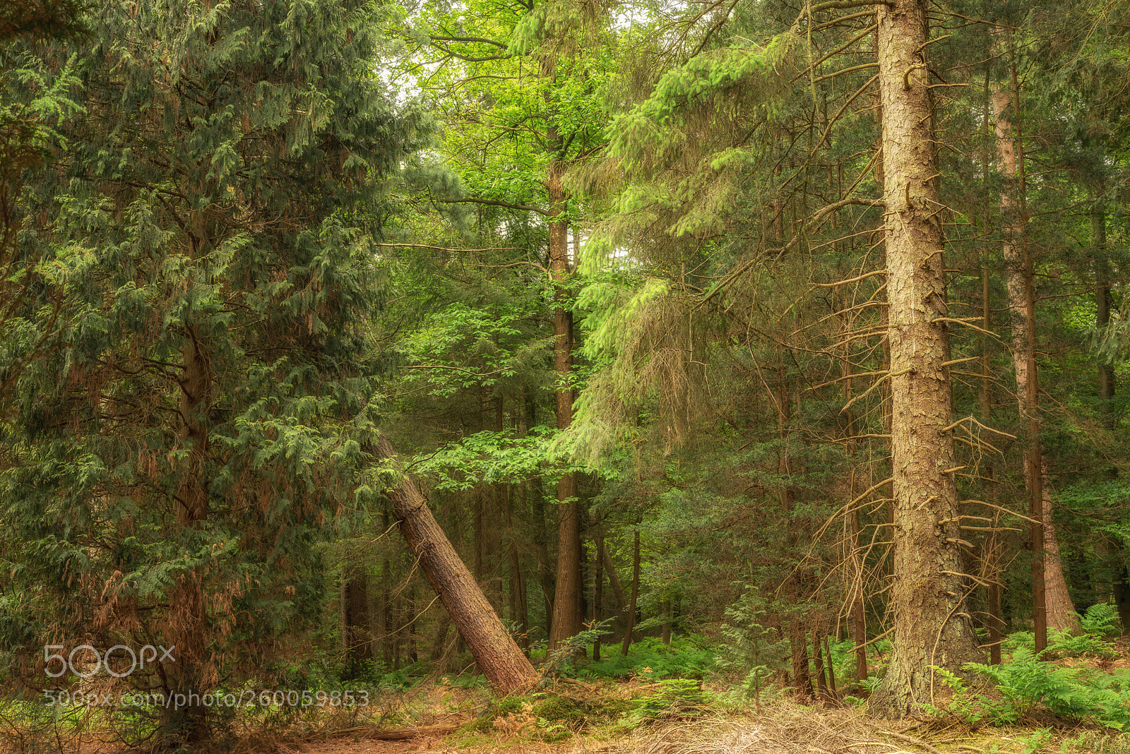 Nikon D750 sample photo. Forest hellendoorn photography