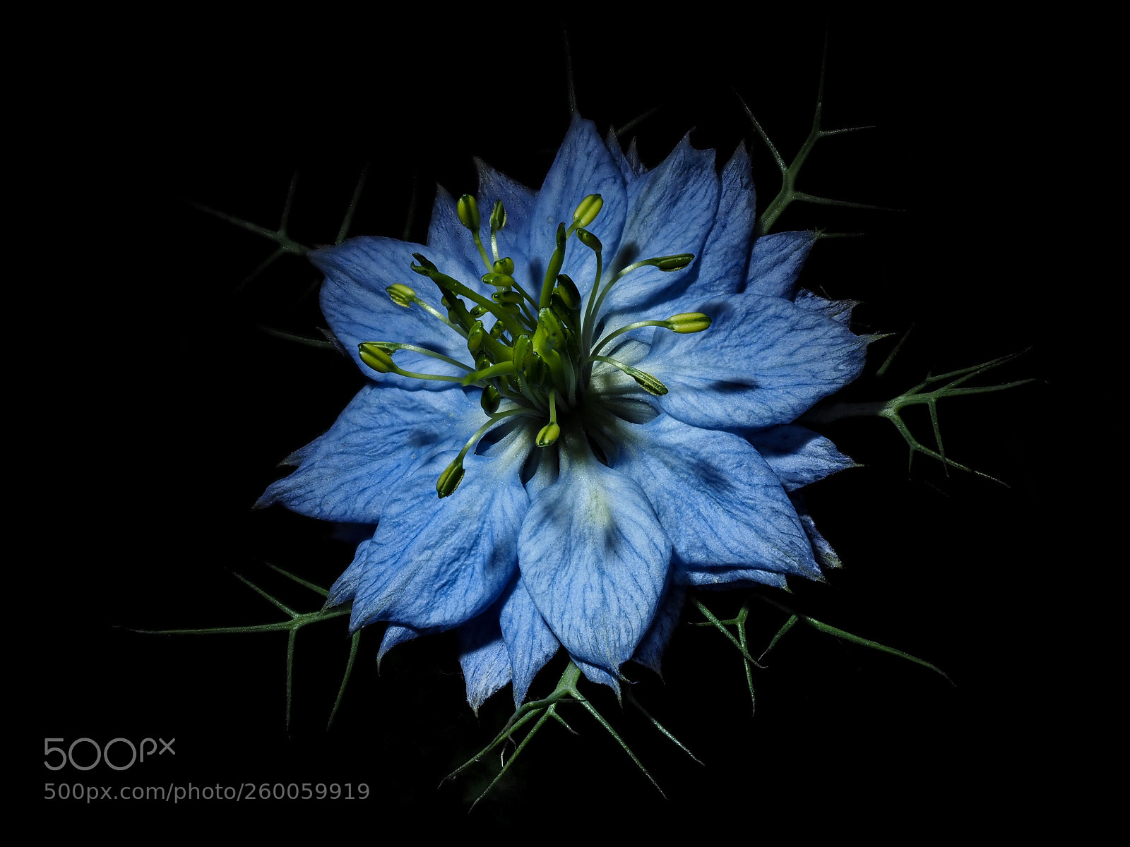 Olympus OM-D E-M1 Mark II sample photo. Nigella damascena photography