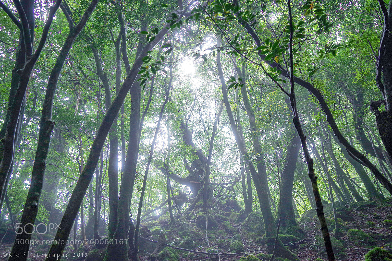Pentax K-1 sample photo. Untitled photography