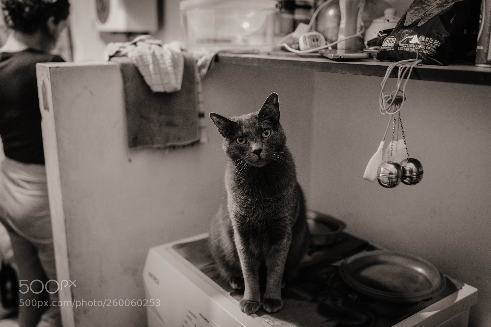 Canon EOS 6D sample photo. Bruno, the cat photography
