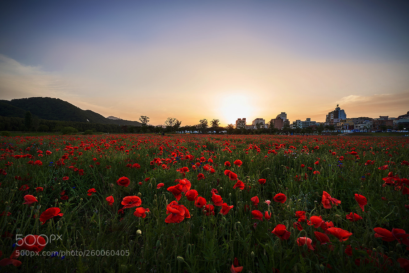 Sony a7R III sample photo. A field of poppies photography