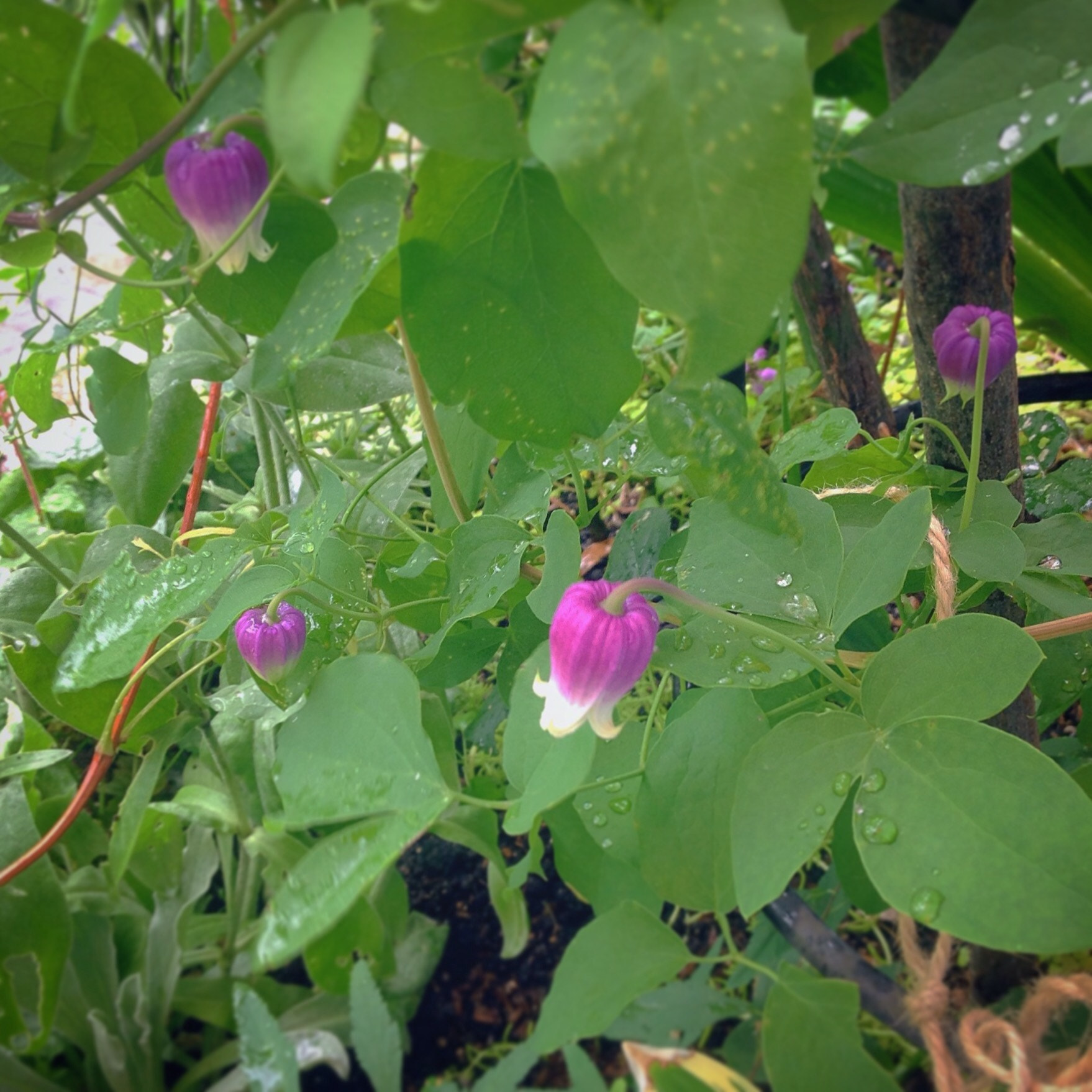 Apple iPad sample photo. Clematis in rainy garden  photography