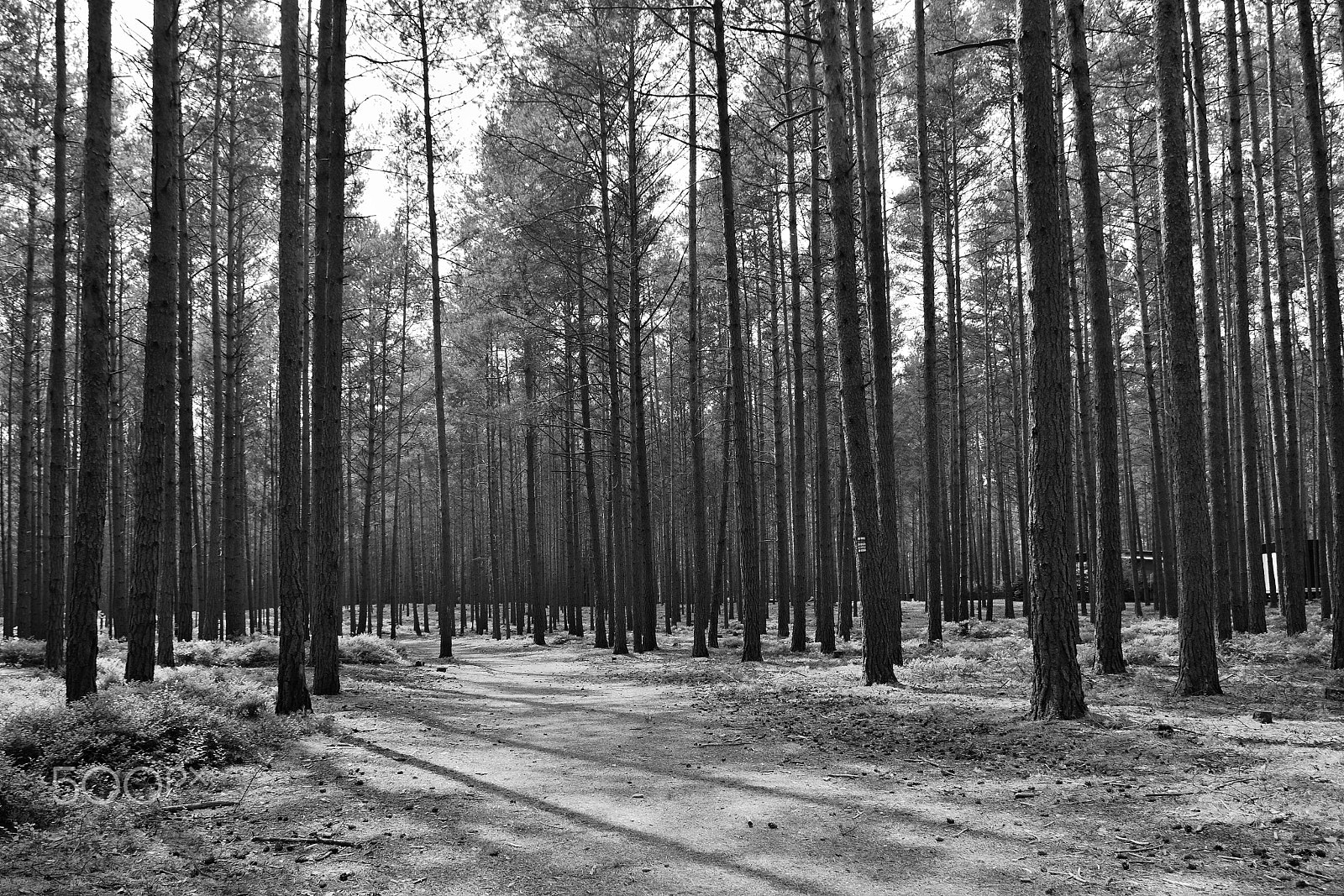 Nikon D5300 sample photo. Sunny path in pine forest  in machuv kraj tourist area in czech republic with black and white... photography