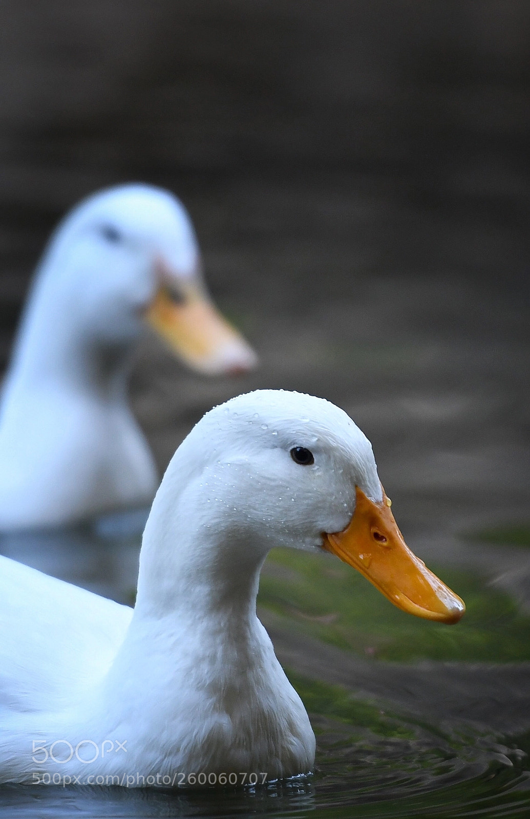 Nikon D500 sample photo. Duck photography