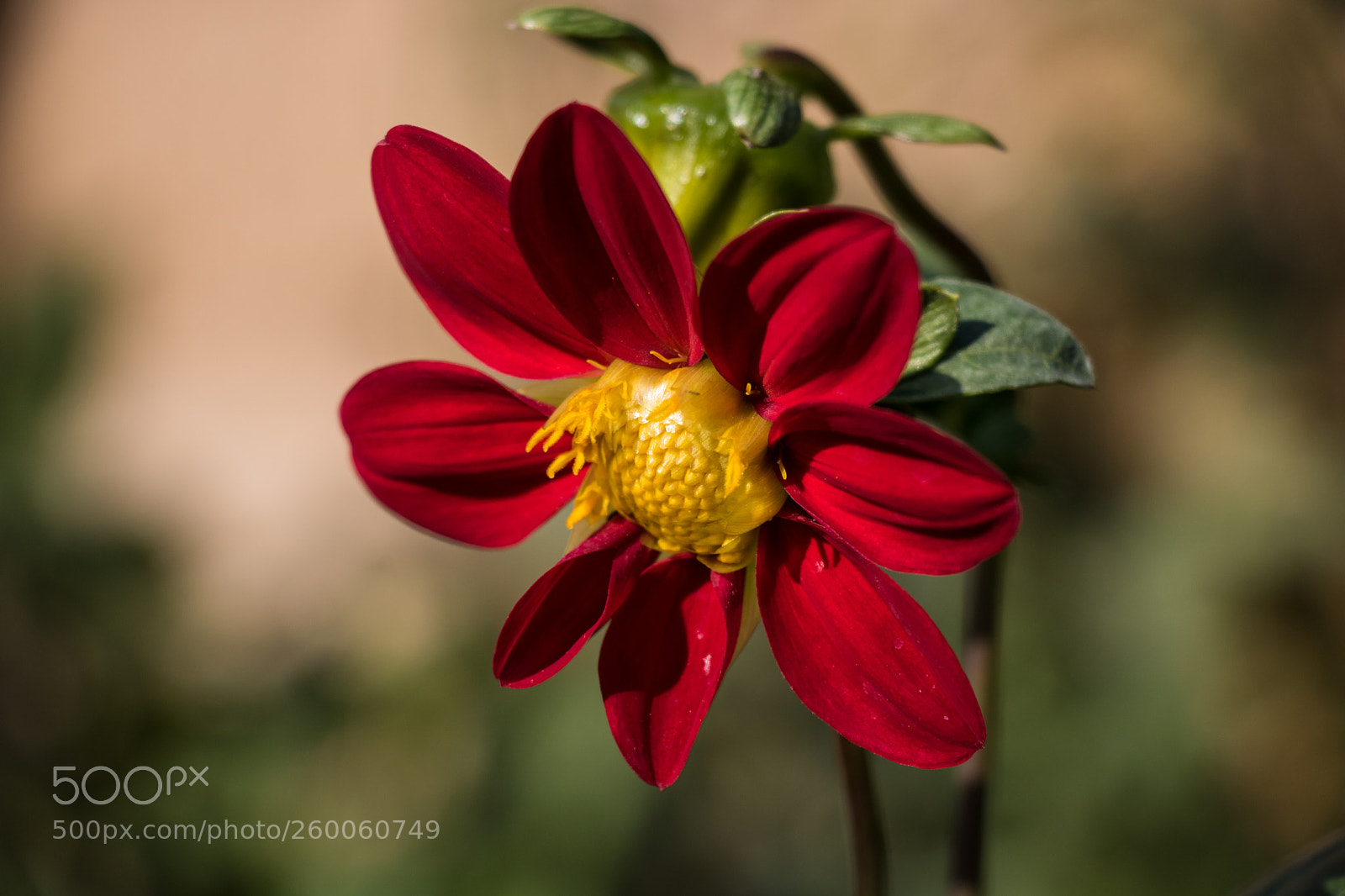 Canon EOS 760D (EOS Rebel T6s / EOS 8000D) sample photo. Img photography