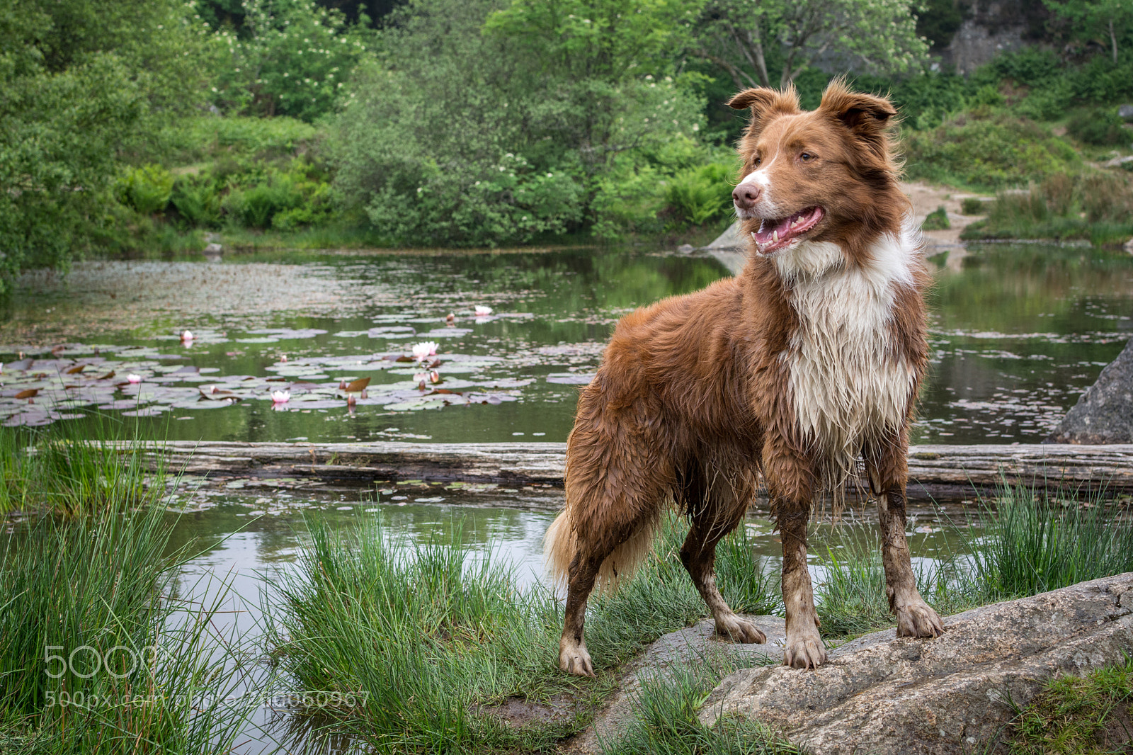 Nikon D7100 sample photo. Olive at haytor quarry photography