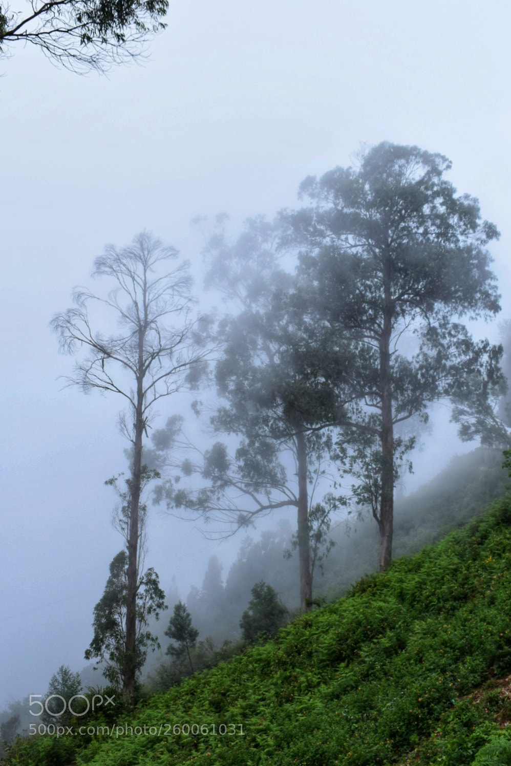 Nikon D5300 sample photo. Lovely monsoon! photography