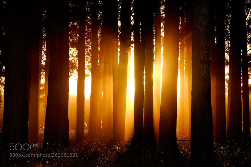 Fujifilm X-T2 sample photo. Sunrise through the pines photography