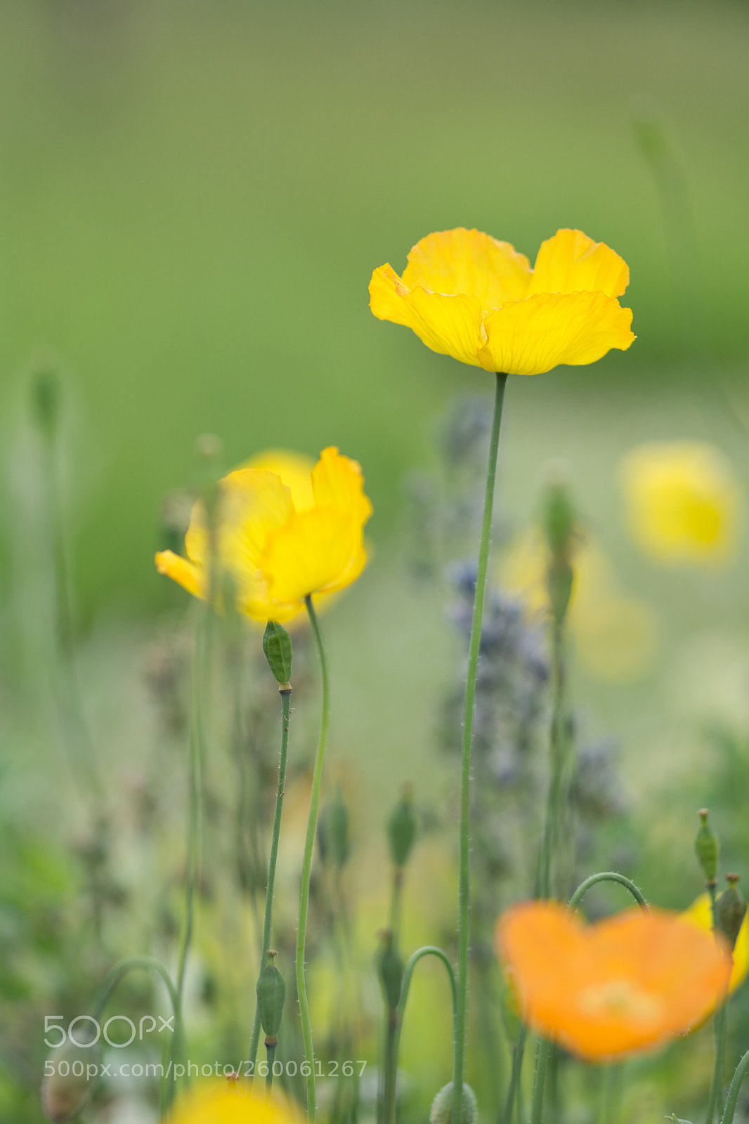 Nikon D7100 sample photo. Wildside garden, devon photography