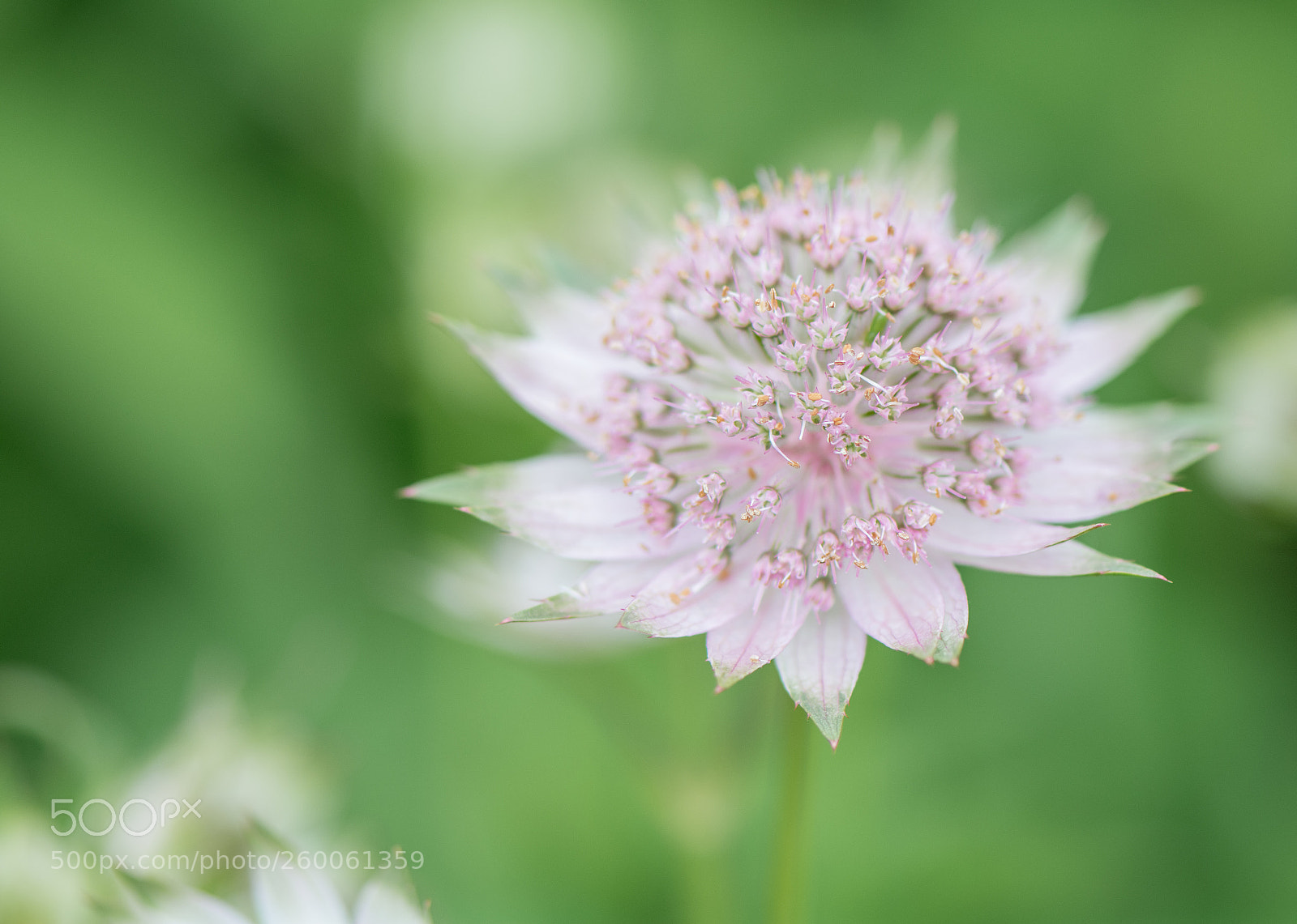 Nikon D7100 sample photo. Wildside garden, devon photography