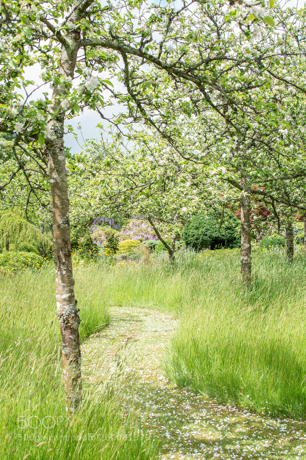 Nikon D7100 sample photo. Wildside garden, devon photography