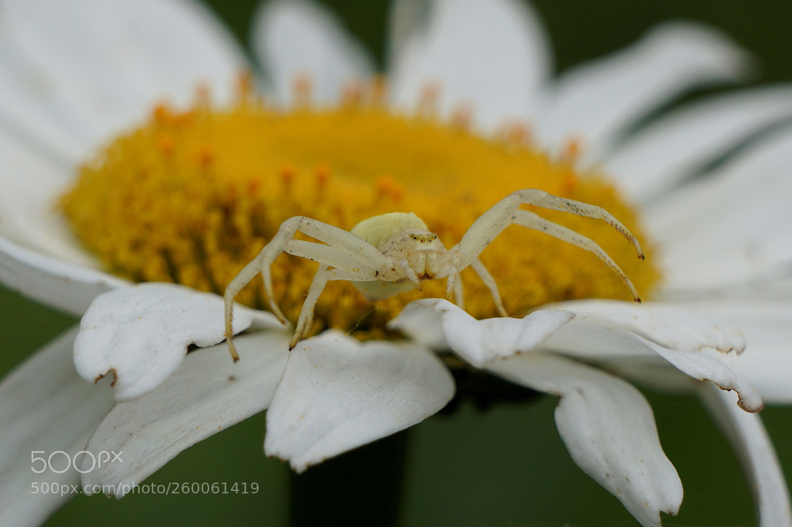 Sony a6000 sample photo. The same spider... photography
