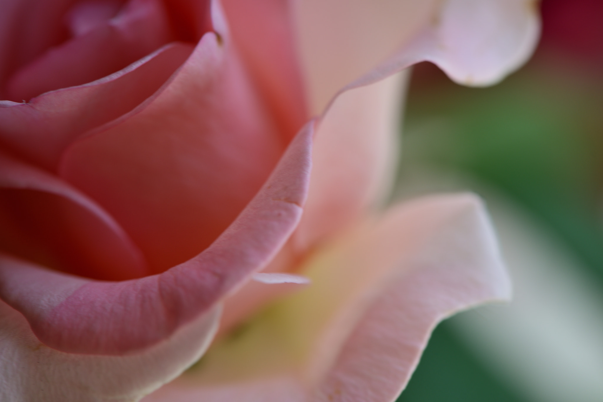 Nikon AF-S Micro-Nikkor 105mm F2.8G IF-ED VR sample photo. частность photography