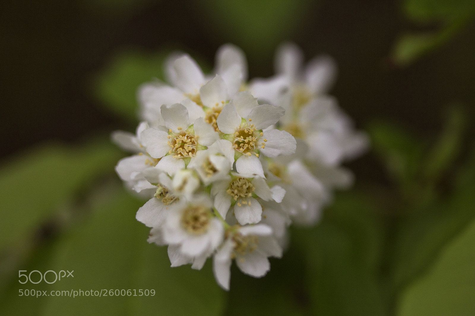 Canon EOS 60D sample photo. Vogel-kirsche (prunus avium) photography