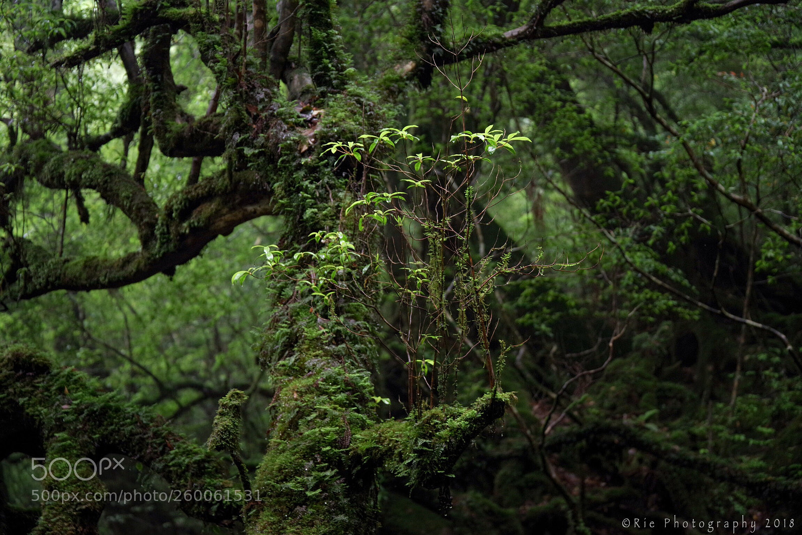 Pentax K-1 sample photo. Untitled photography