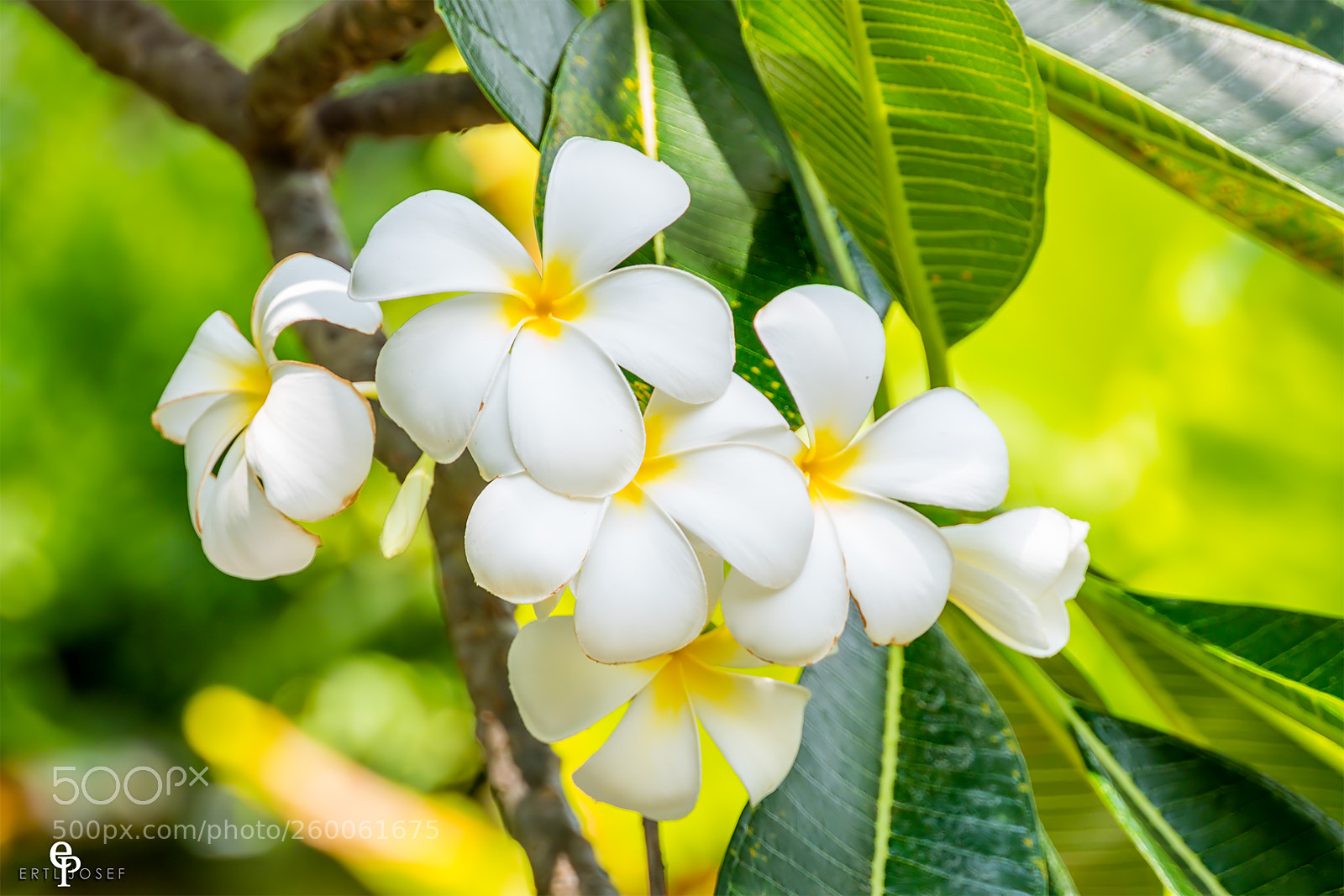Panasonic Lumix DMC-FZ2500 (Lumix DMC-FZ2000) sample photo. Frangipani photography