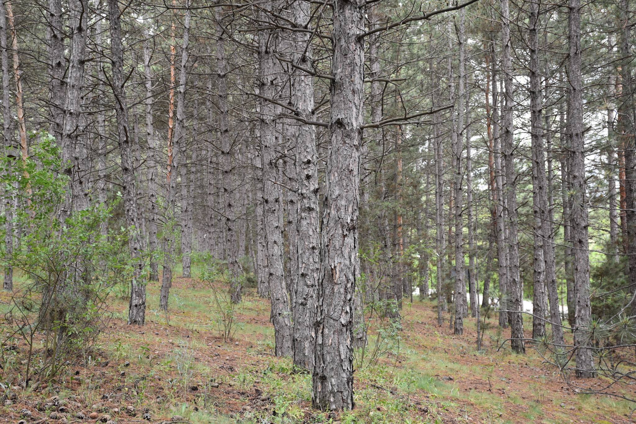 Nikon D5600 sample photo. Forest photography