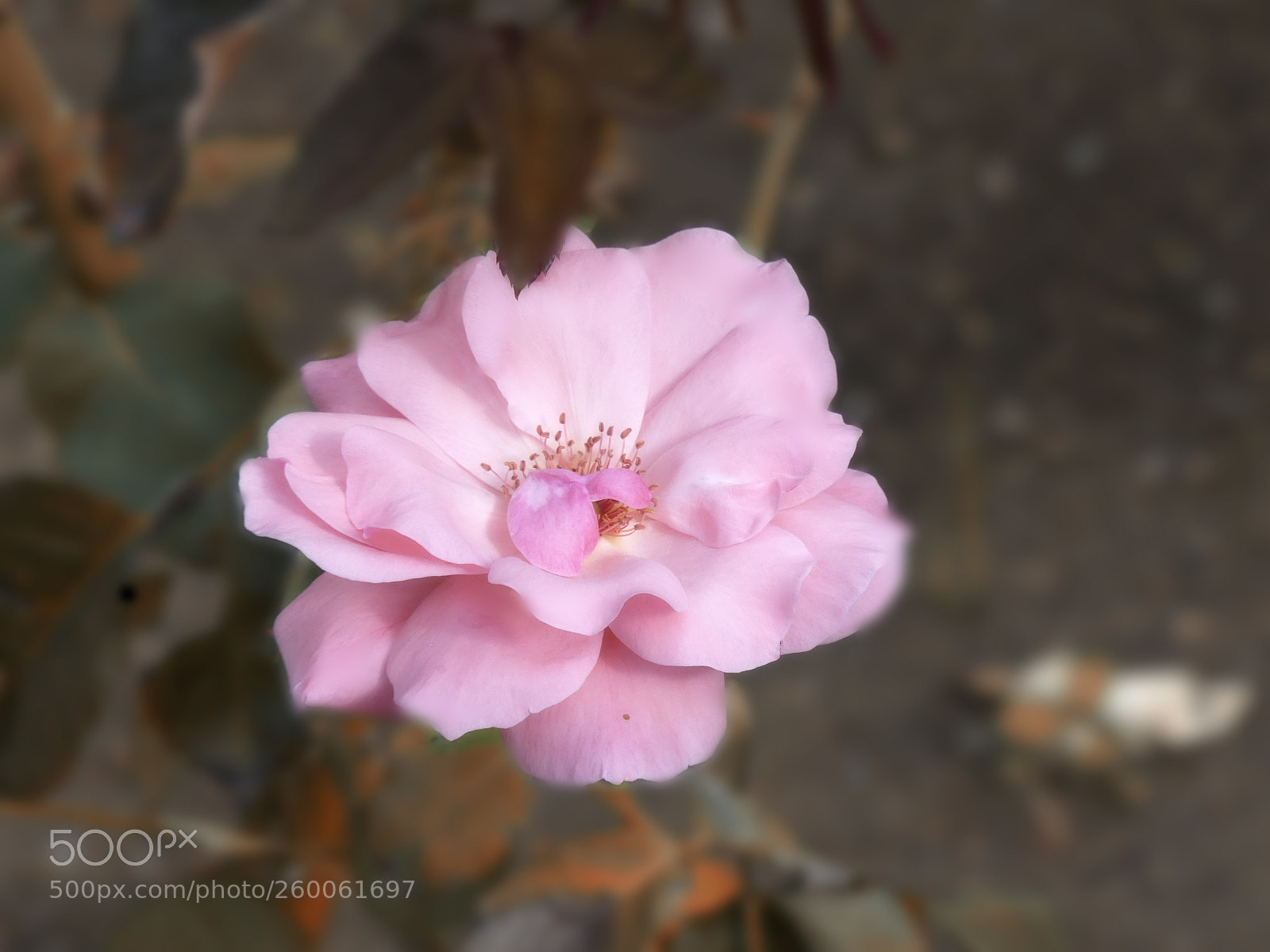 Panasonic Lumix DMC-FZ300 sample photo. Camellia photography