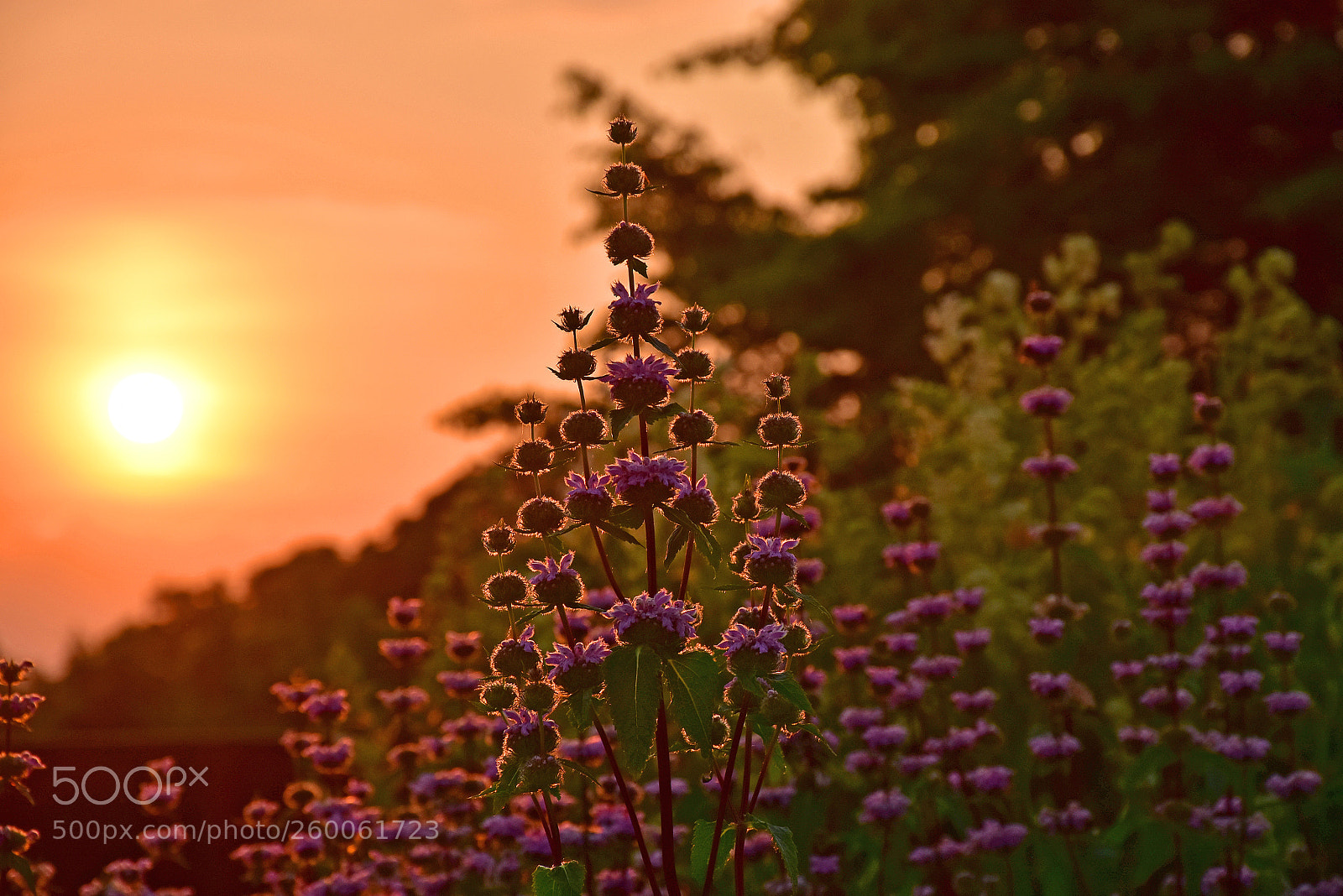 Nikon D7200 sample photo. Purple flower sunrise photography
