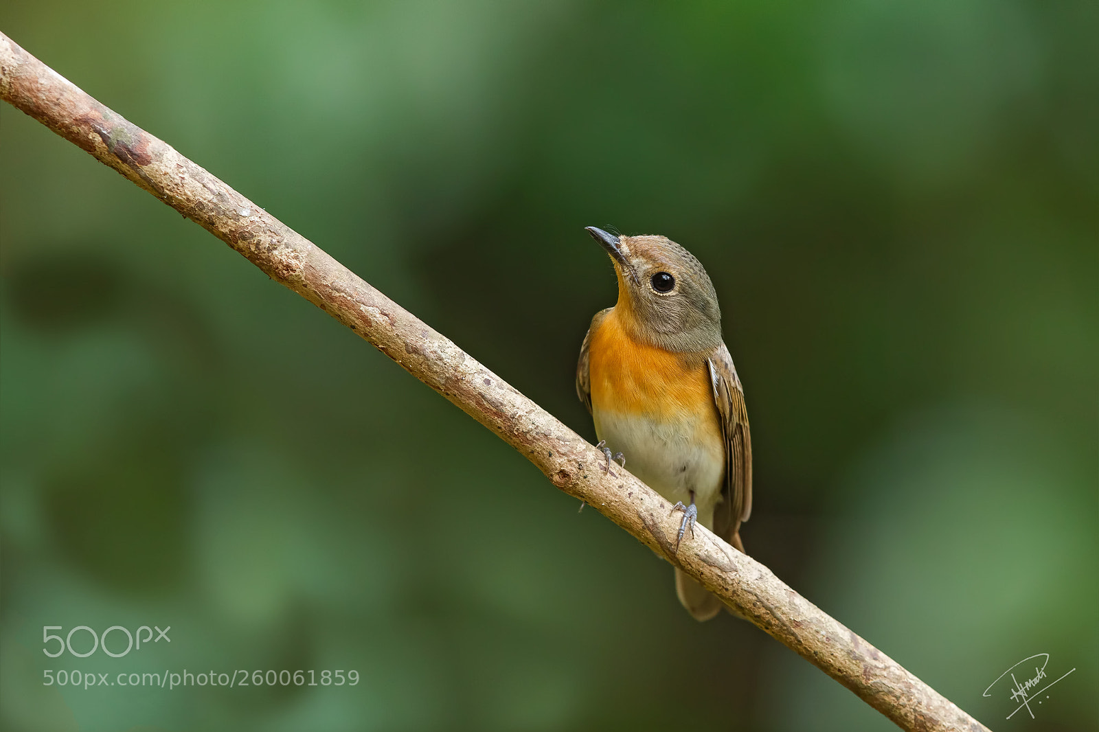 Canon EOS 5D Mark IV sample photo. White bellied blue flycatcher photography