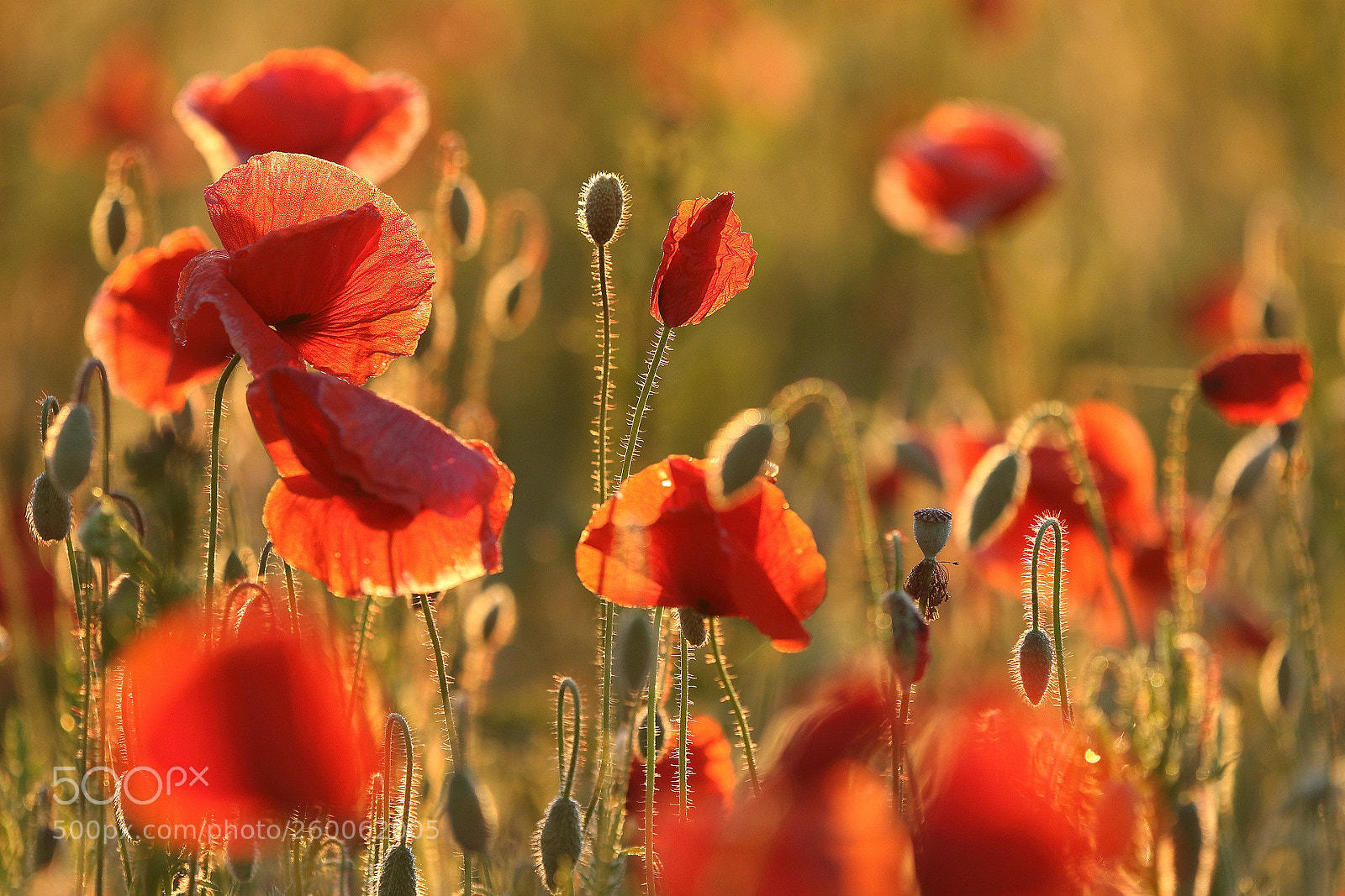 Canon EOS 7D Mark II sample photo. Poppy photography