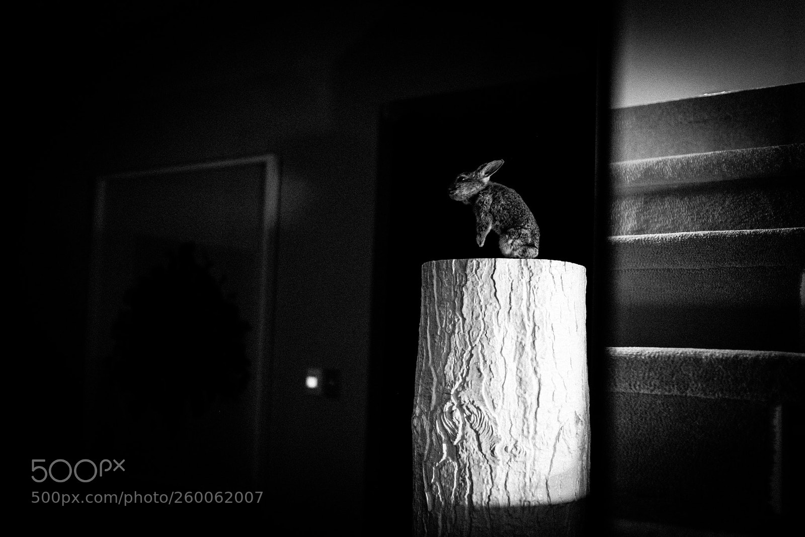 Fujifilm X-Pro2 sample photo. The bunny photography