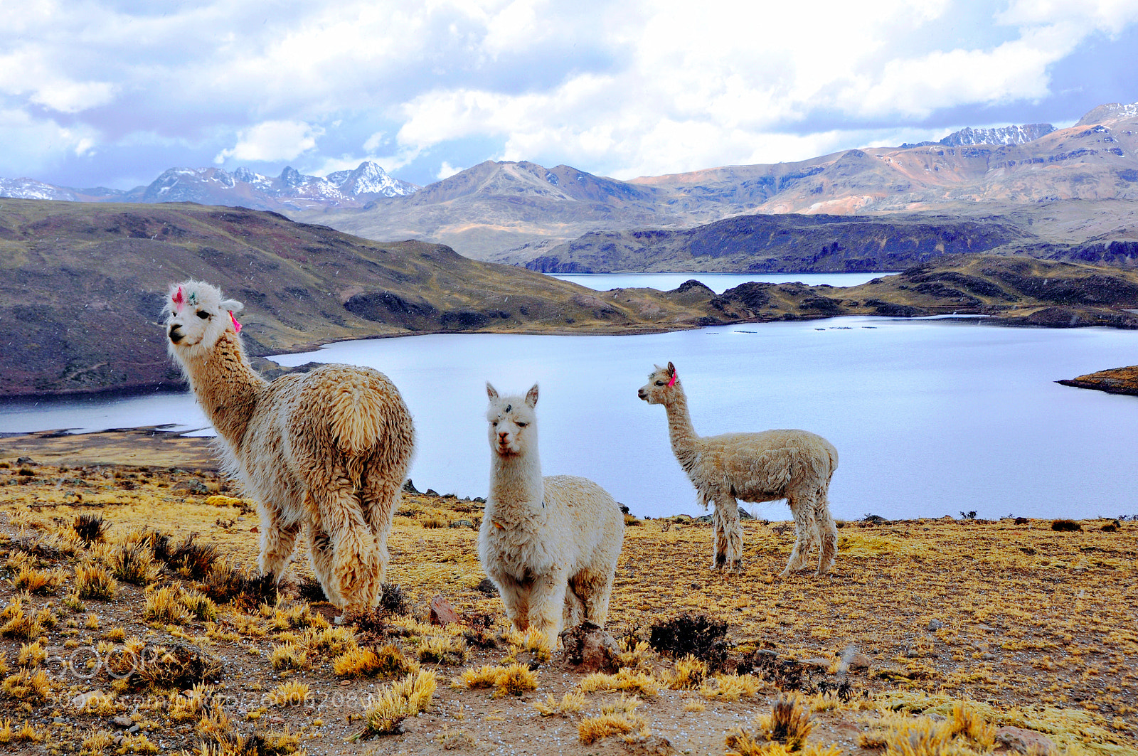 Nikon D90 sample photo. Ilama photography