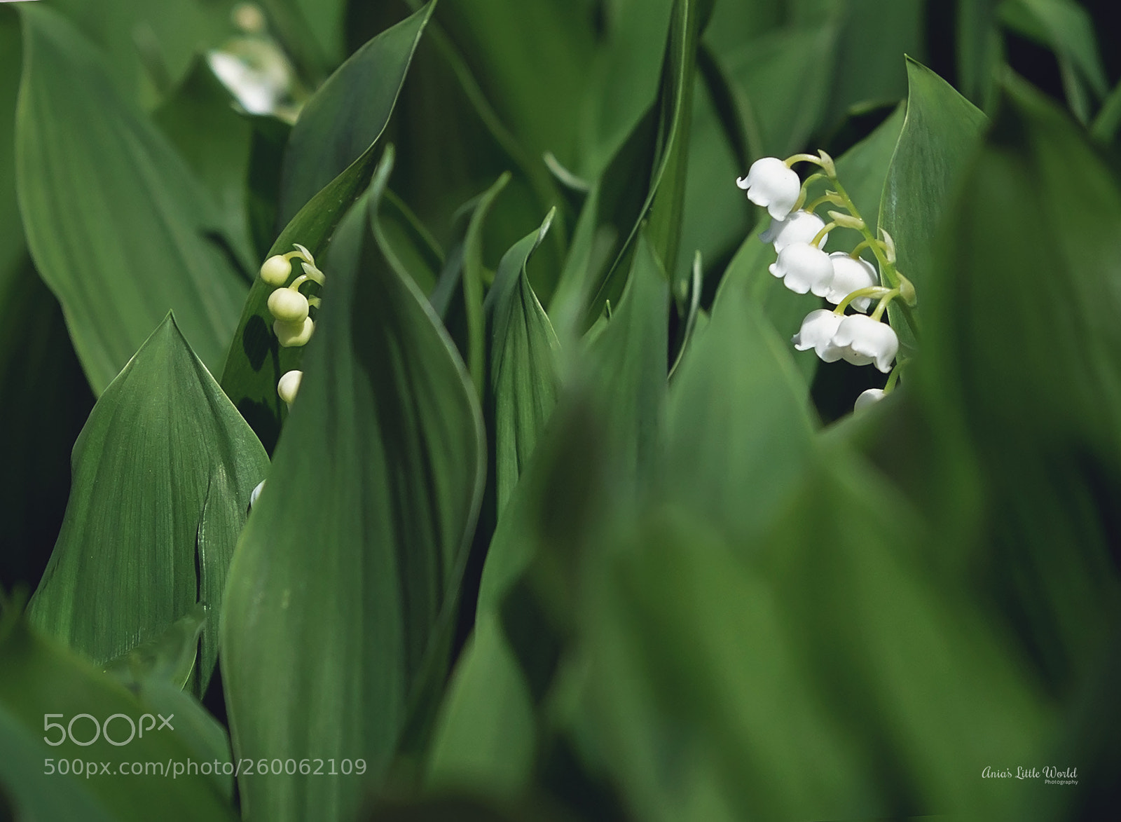 Canon EOS 6D sample photo. Konwalie photography