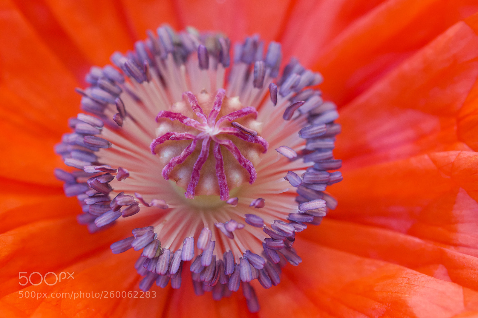 Nikon D7200 sample photo. Heart of a poppy photography