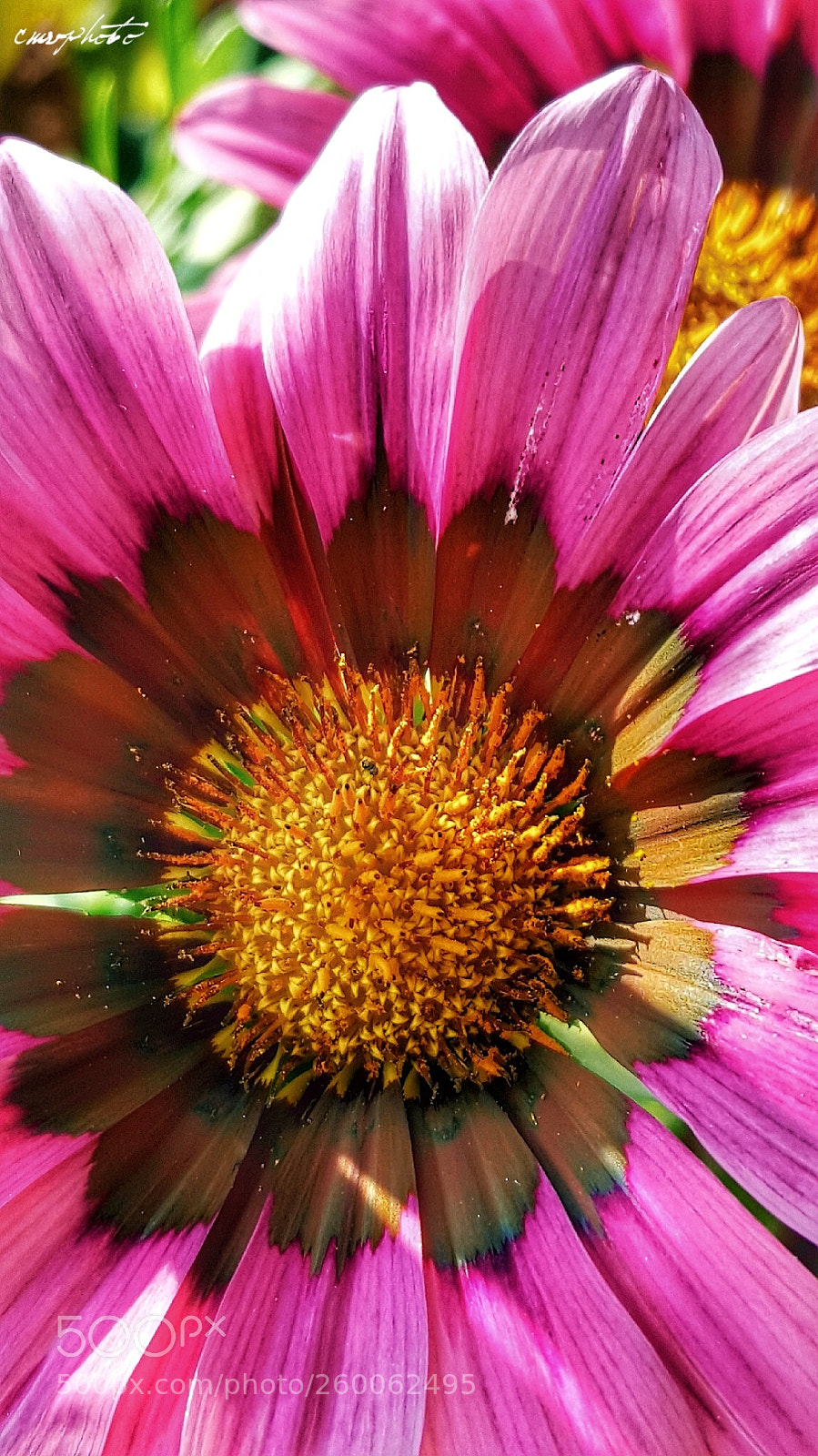 Samsung Galaxy S6 sample photo. Macro photography