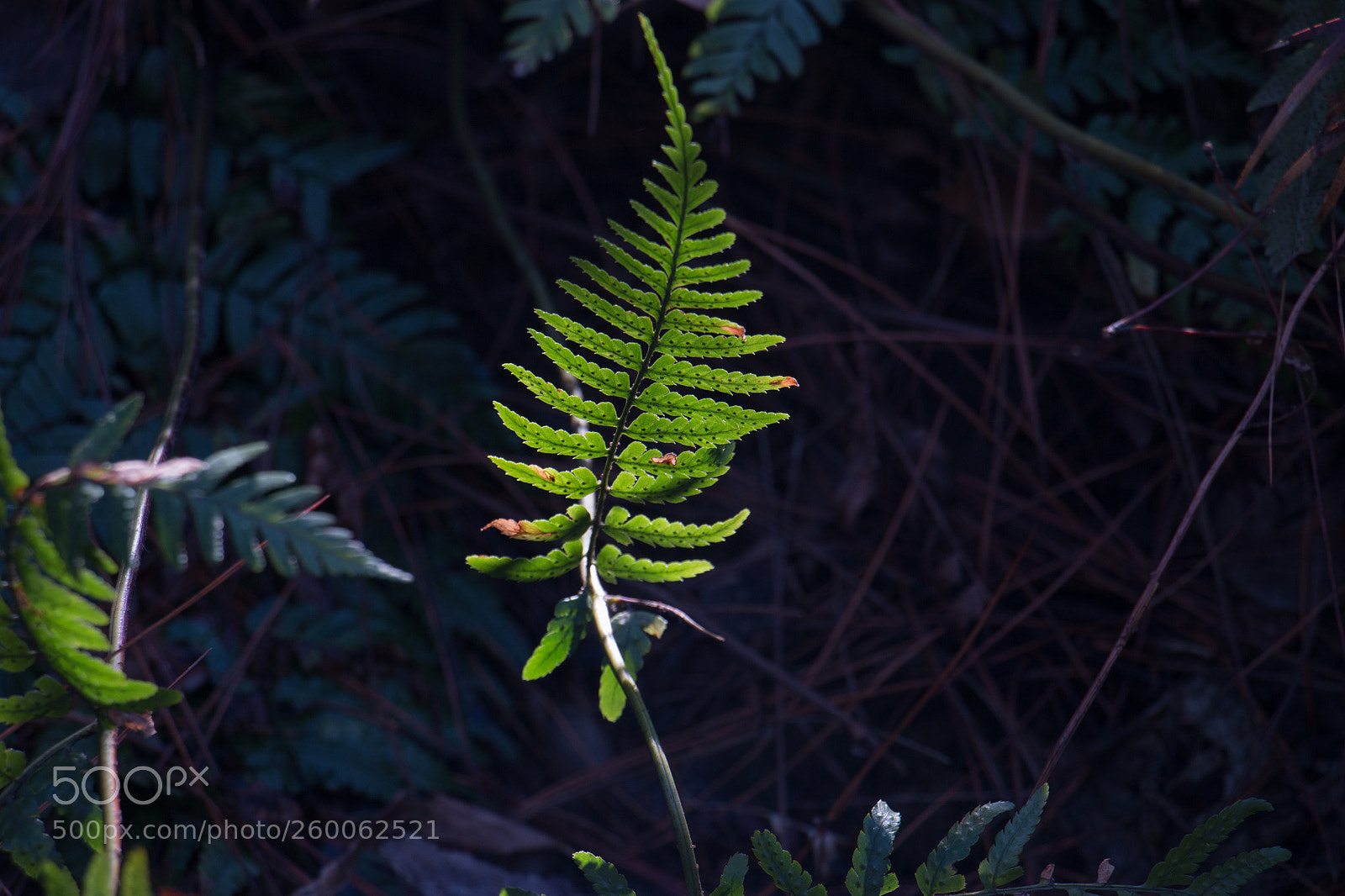 Canon EOS 70D sample photo. Green photography